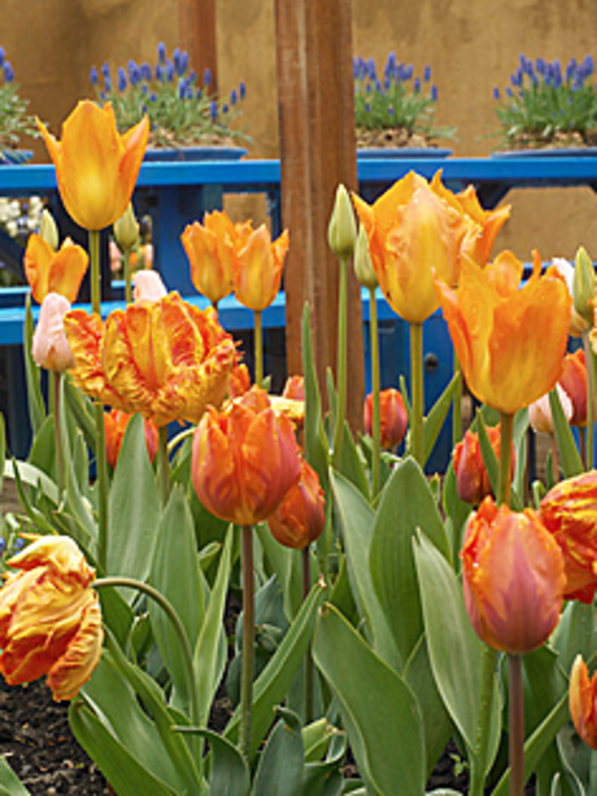 de mooiste parkiet tulp