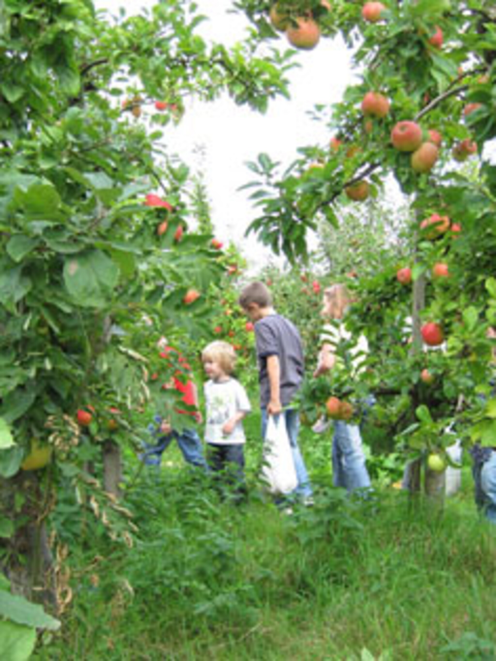 fruit plukken op de olmenhorst
