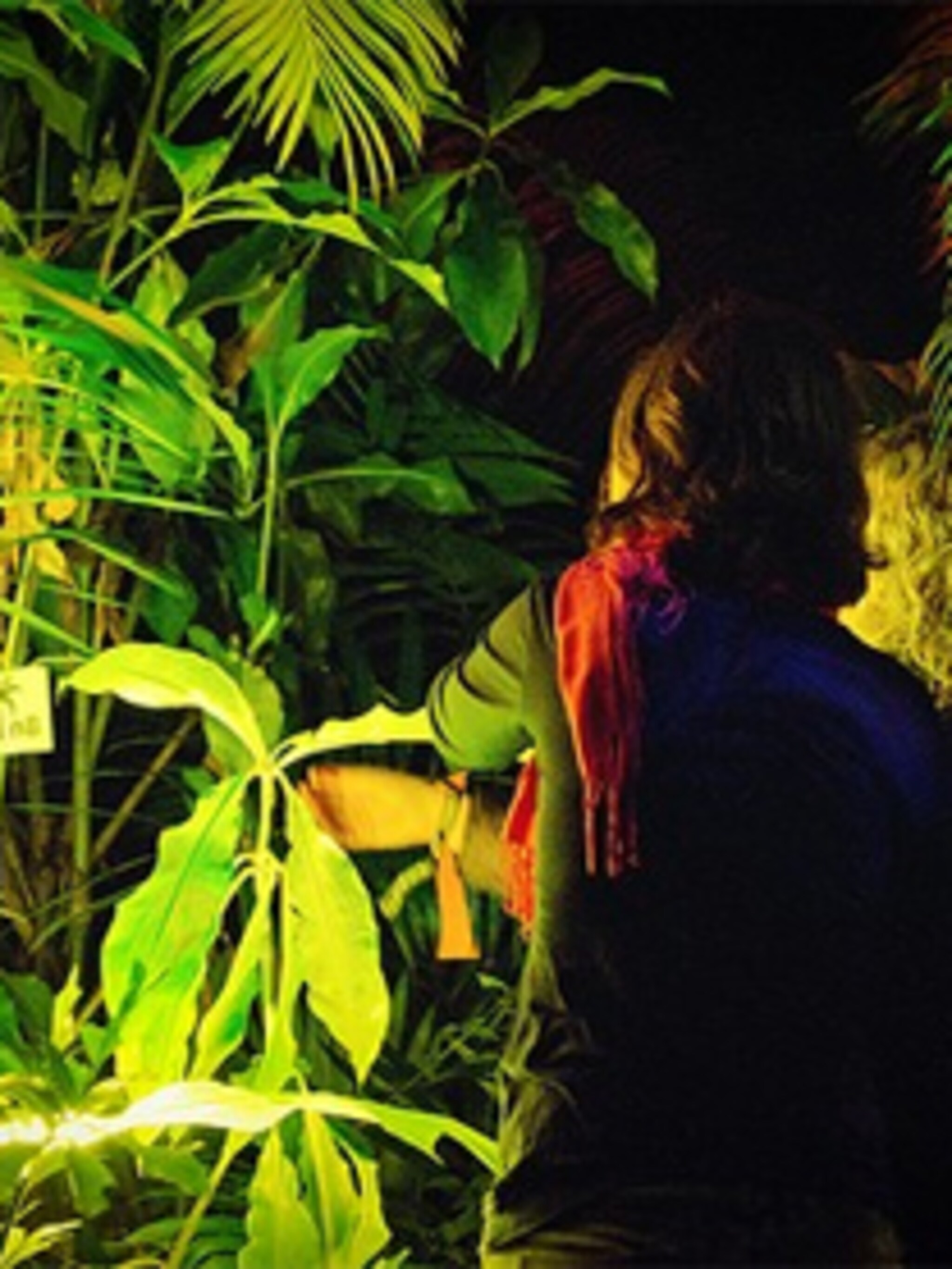 vleesetende planten voeren