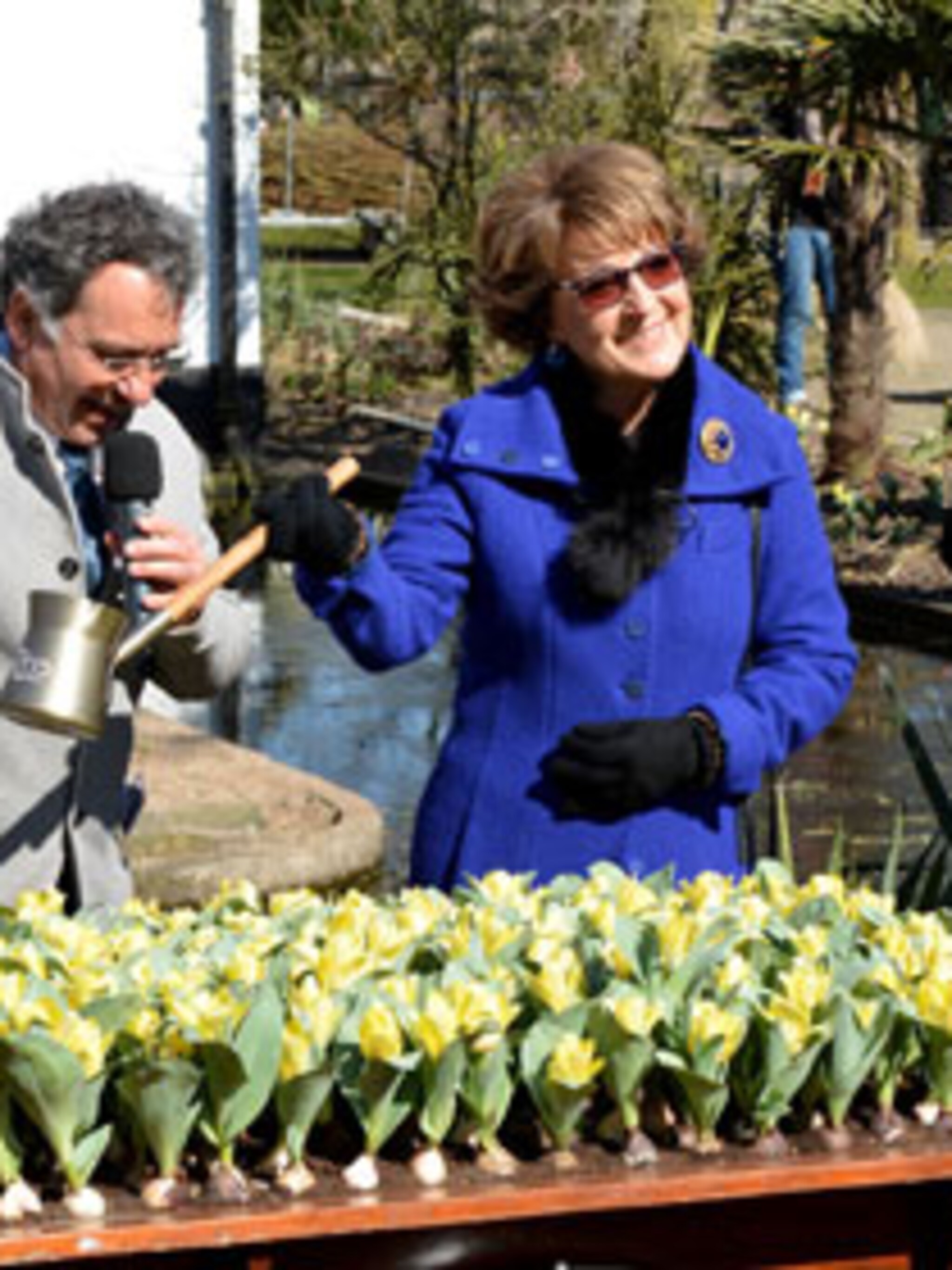 nieuw de tulp van artis