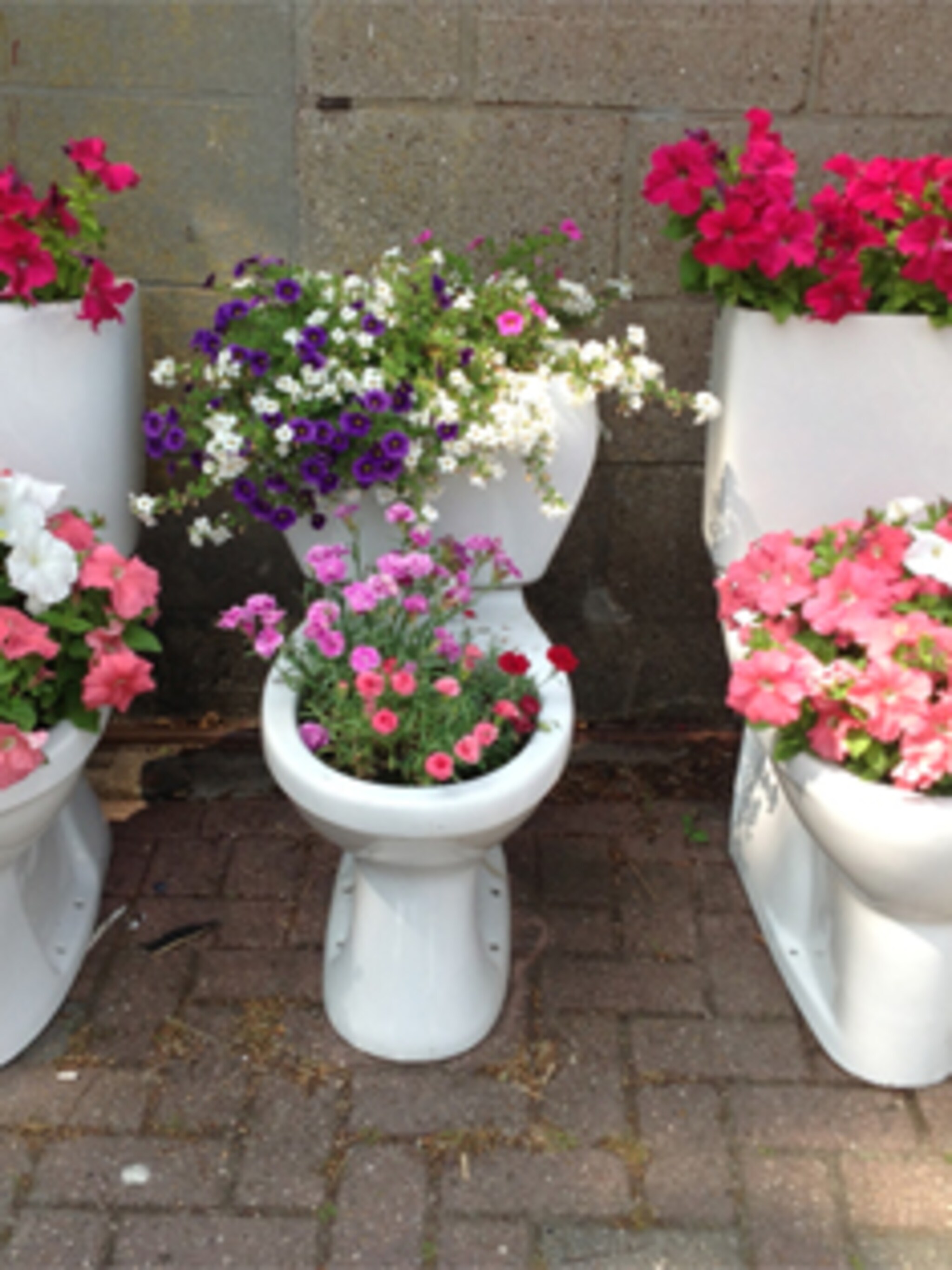 planten in vreemde pot