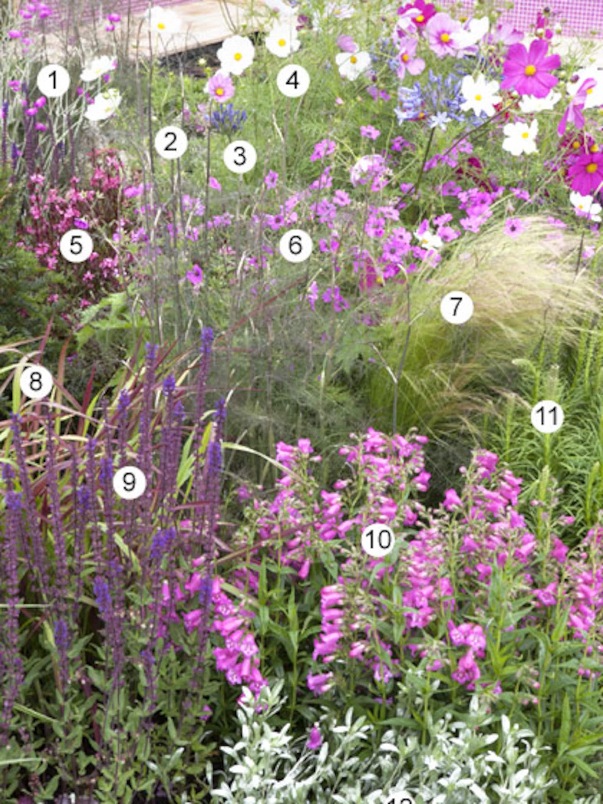 zachtroze border