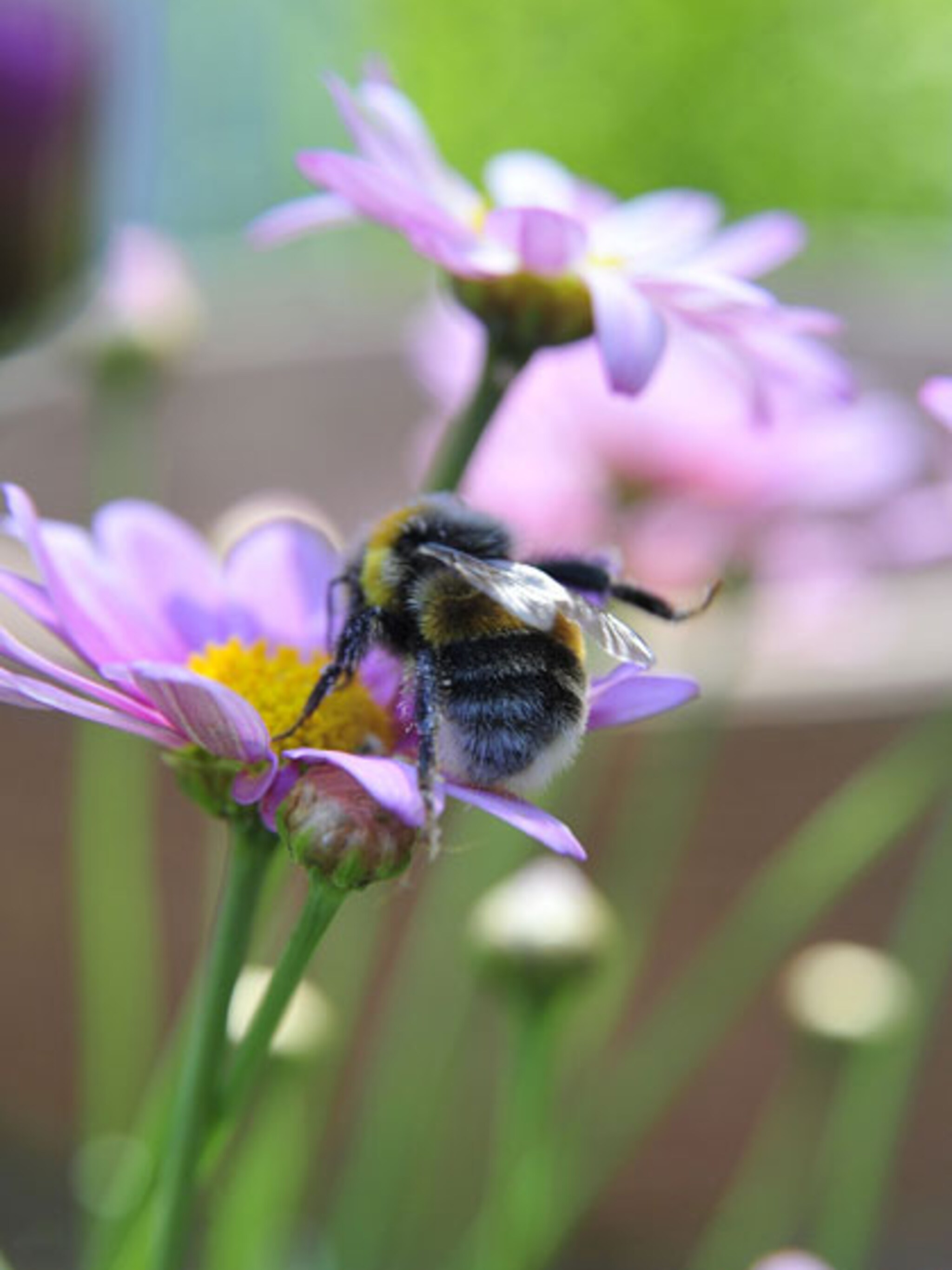 bezoektip tuinidee 2013