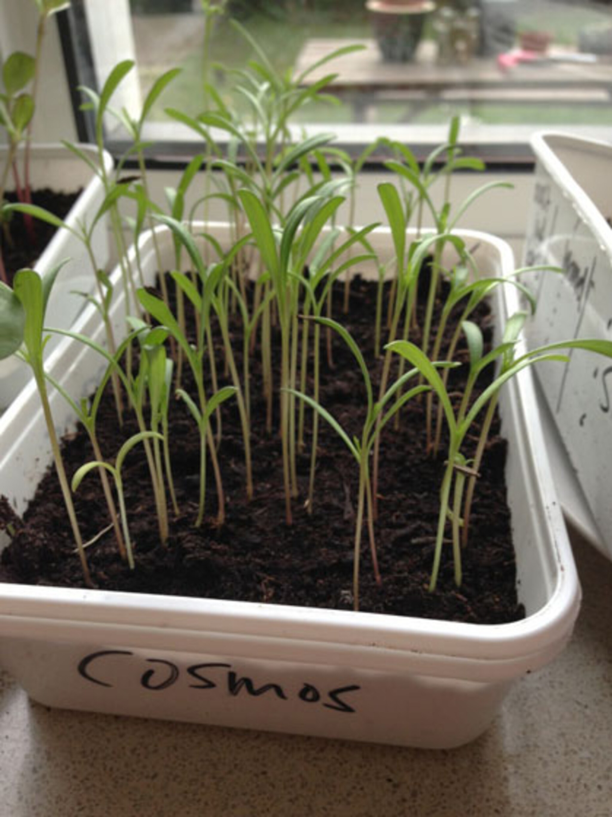 operatie cosmea
