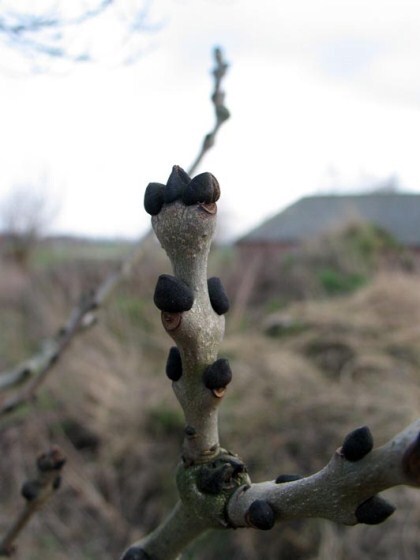 Gewone_es__Fraxinus_excelsior__420