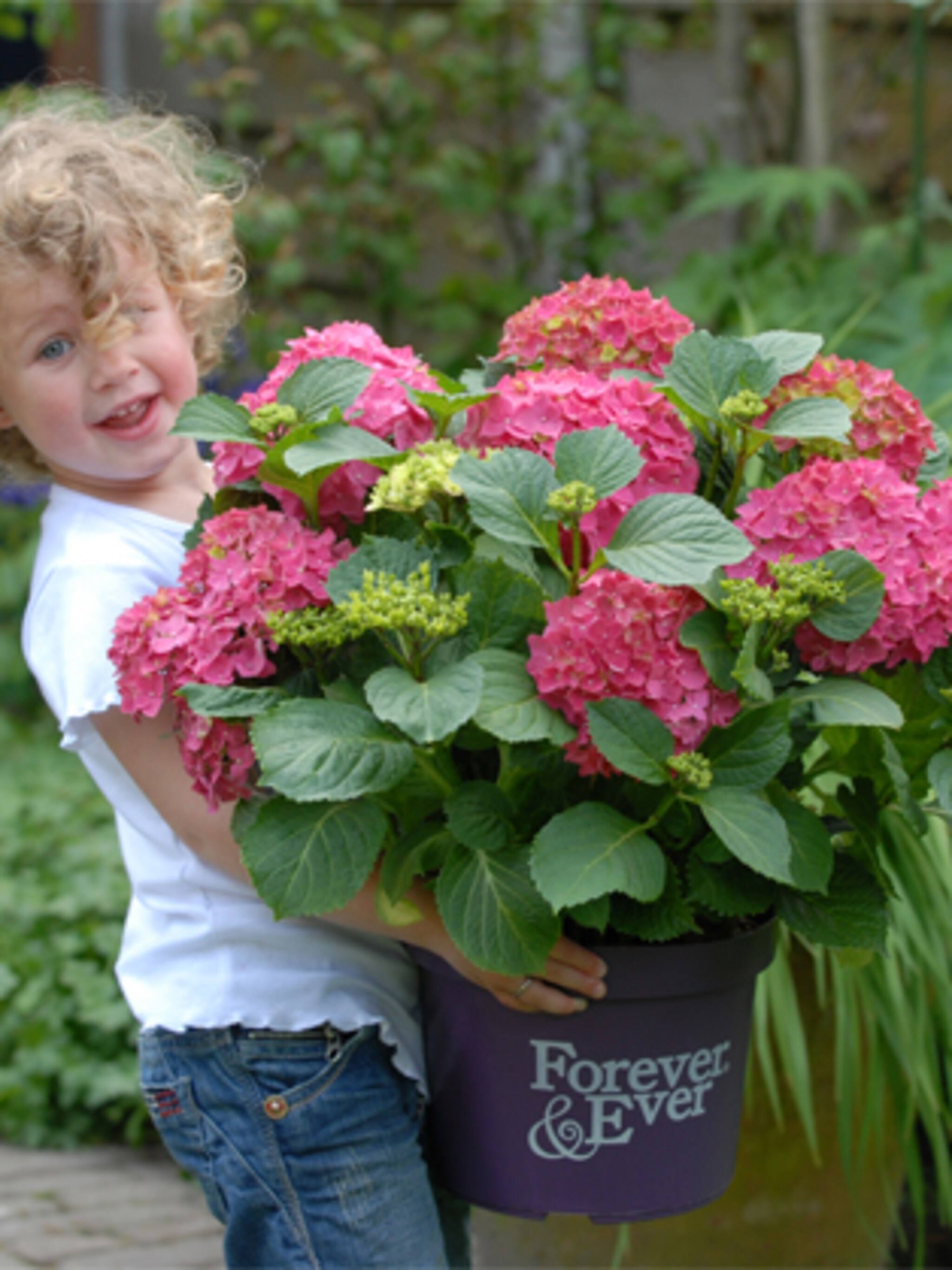forever en ever bloeihortensia