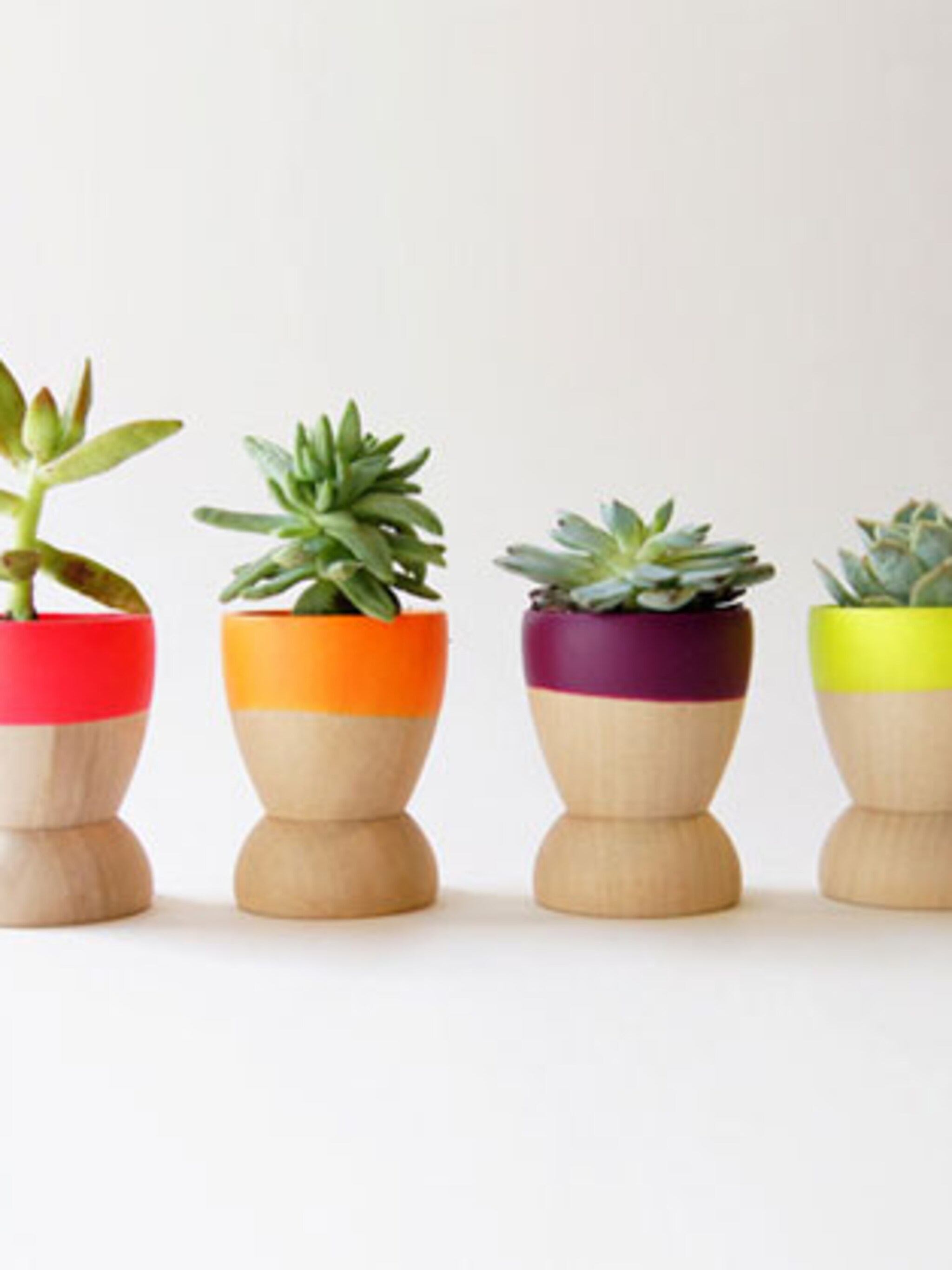 eierdopjes met planten