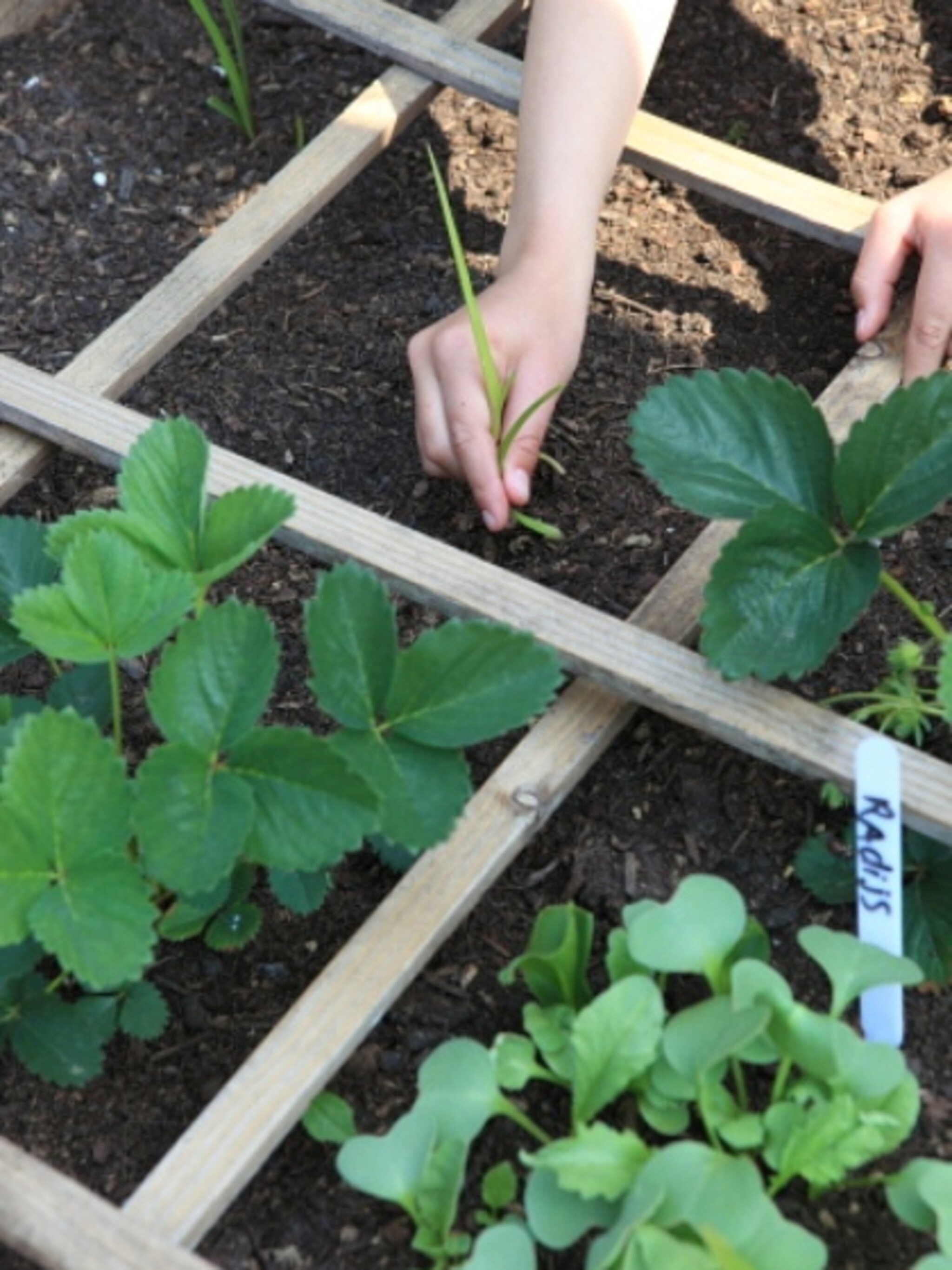 start van een mini moestuin