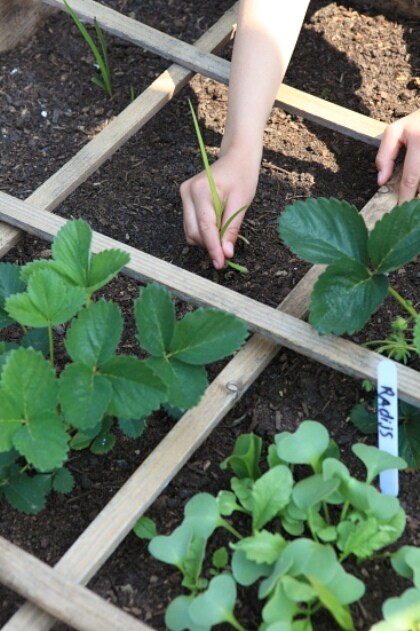 vierkante meter moestuinieren
