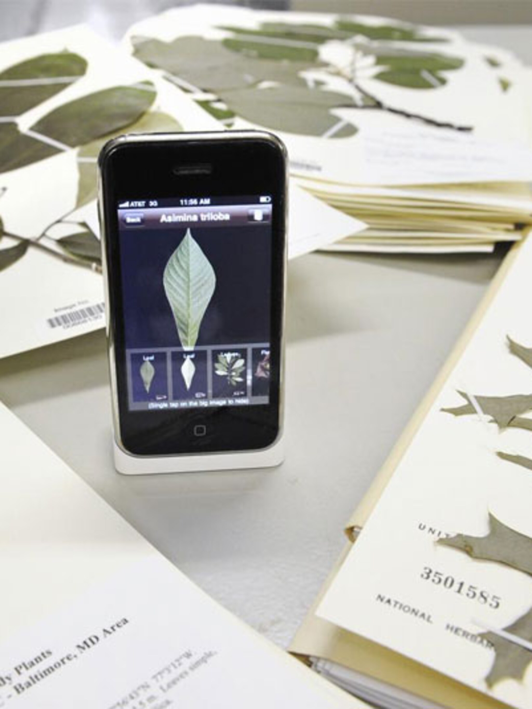 snapshot van een blad
