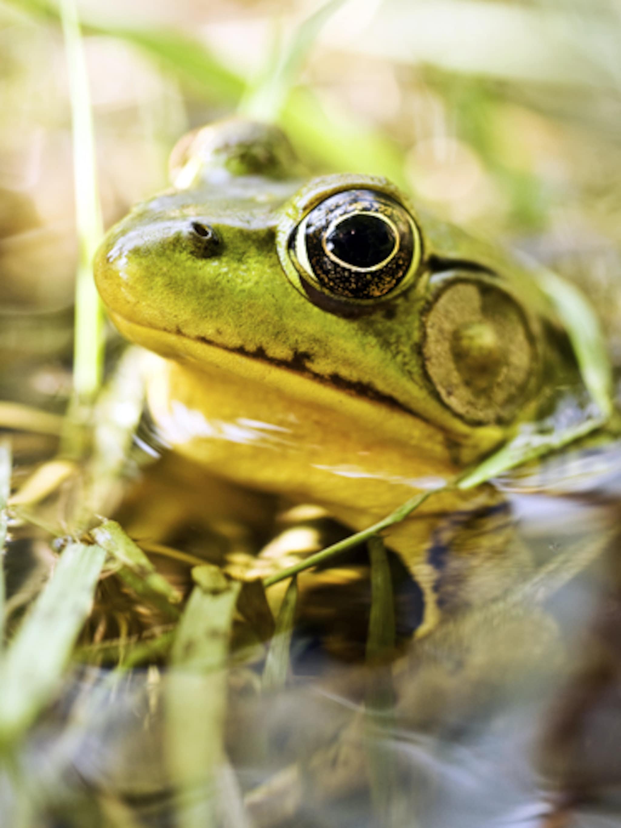 dierenspeurtocht in de tuin
