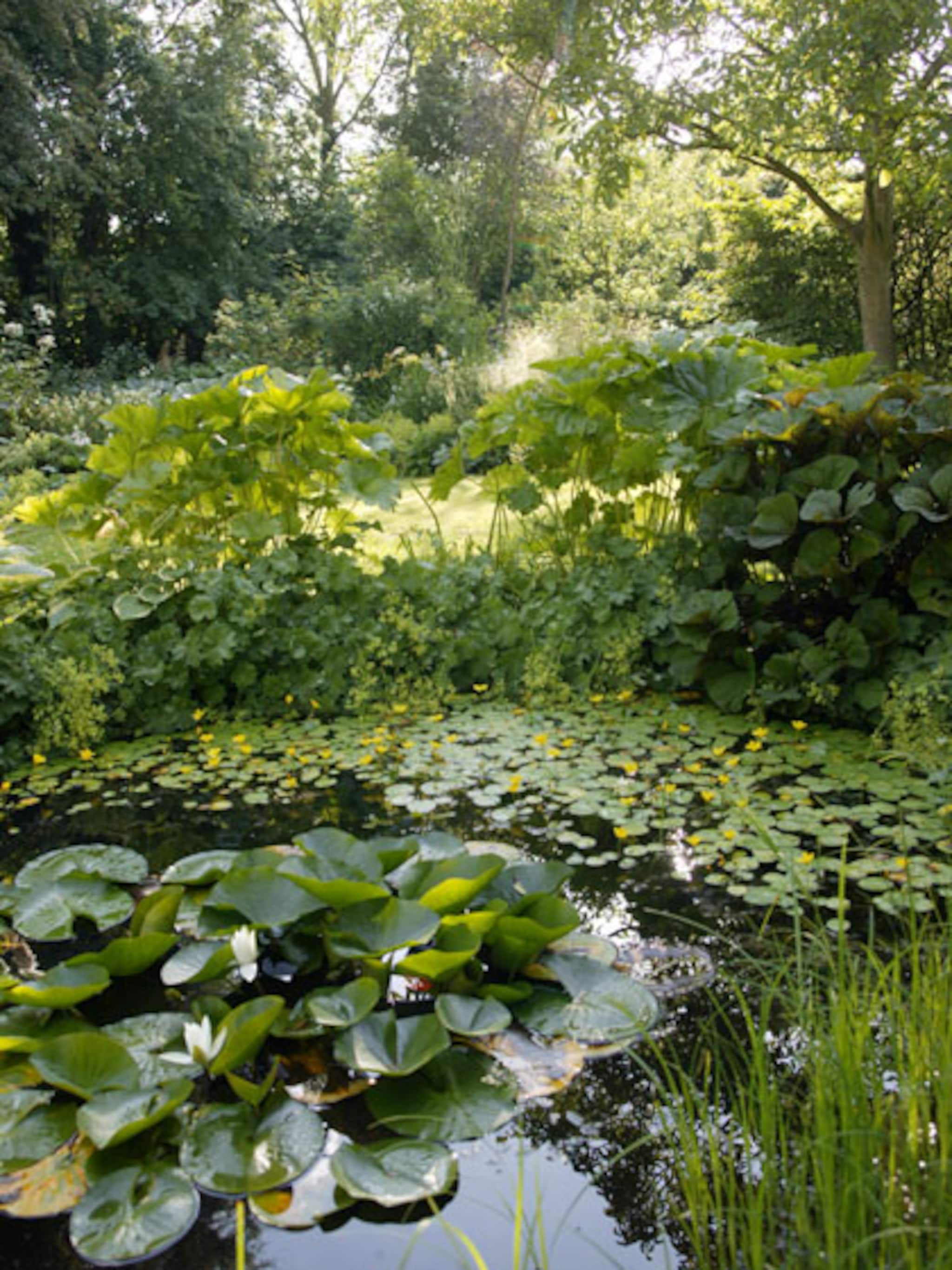 vijver onderhoud