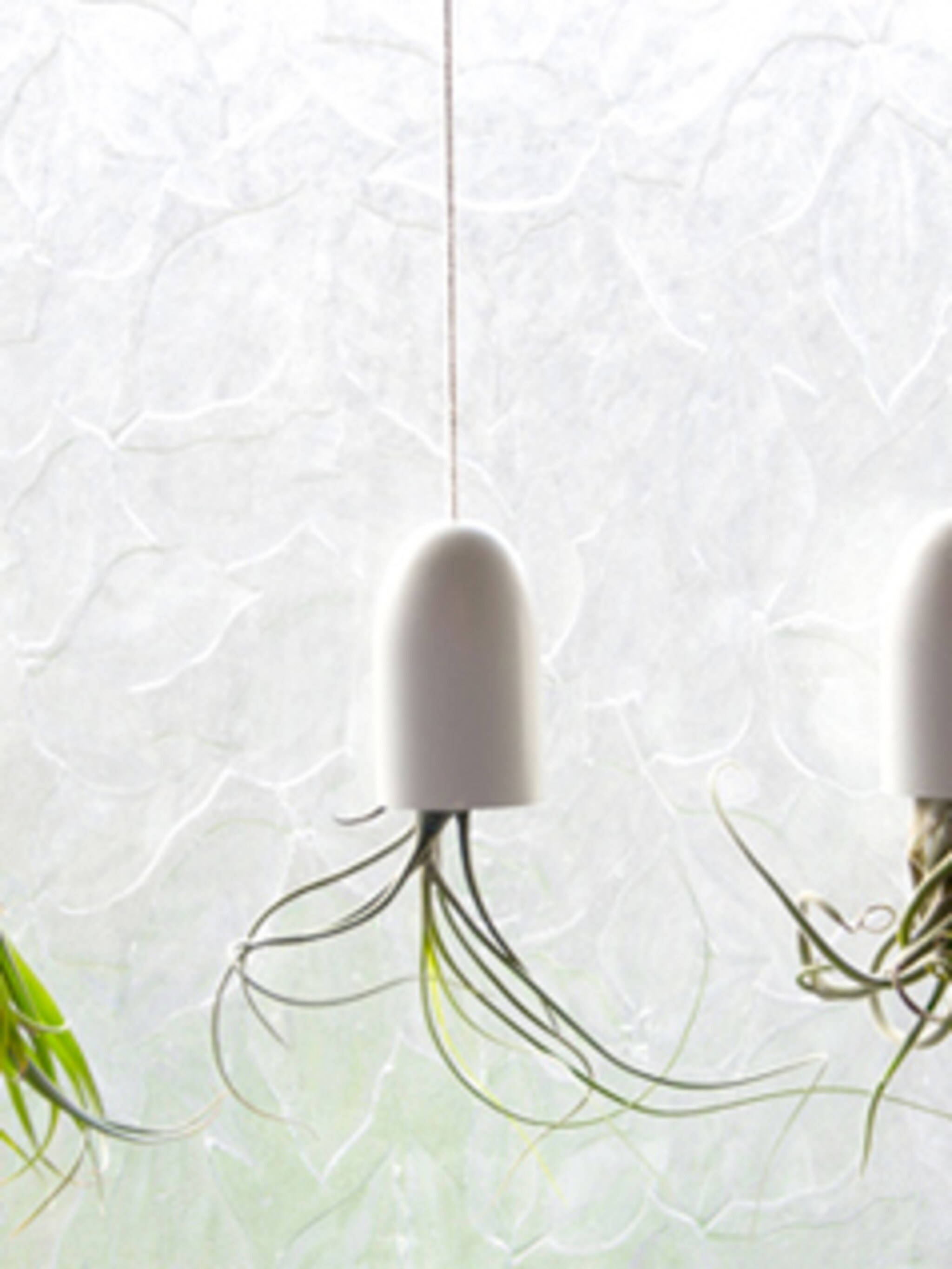 planten in de badkamer
