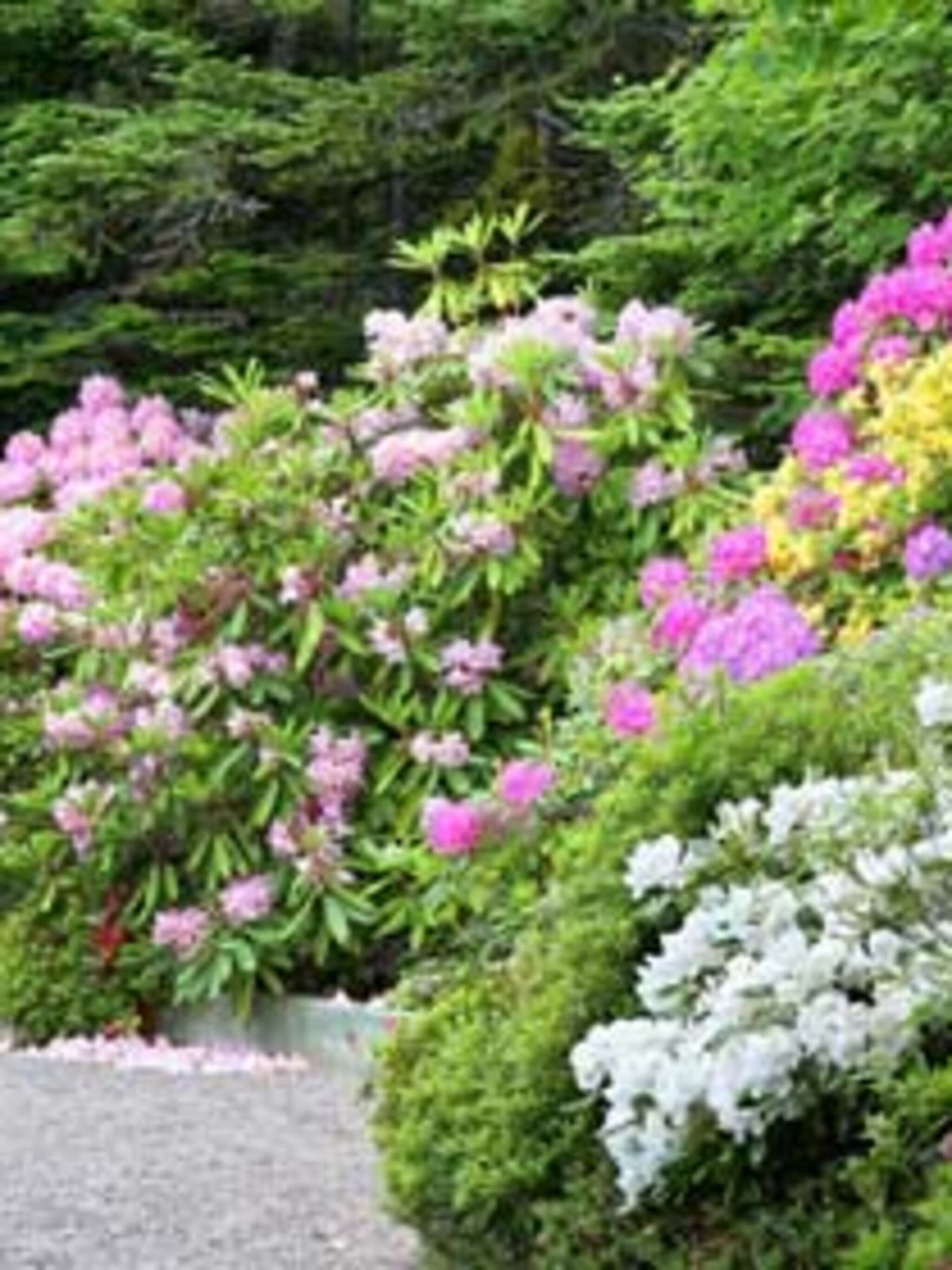 rhododendron planten