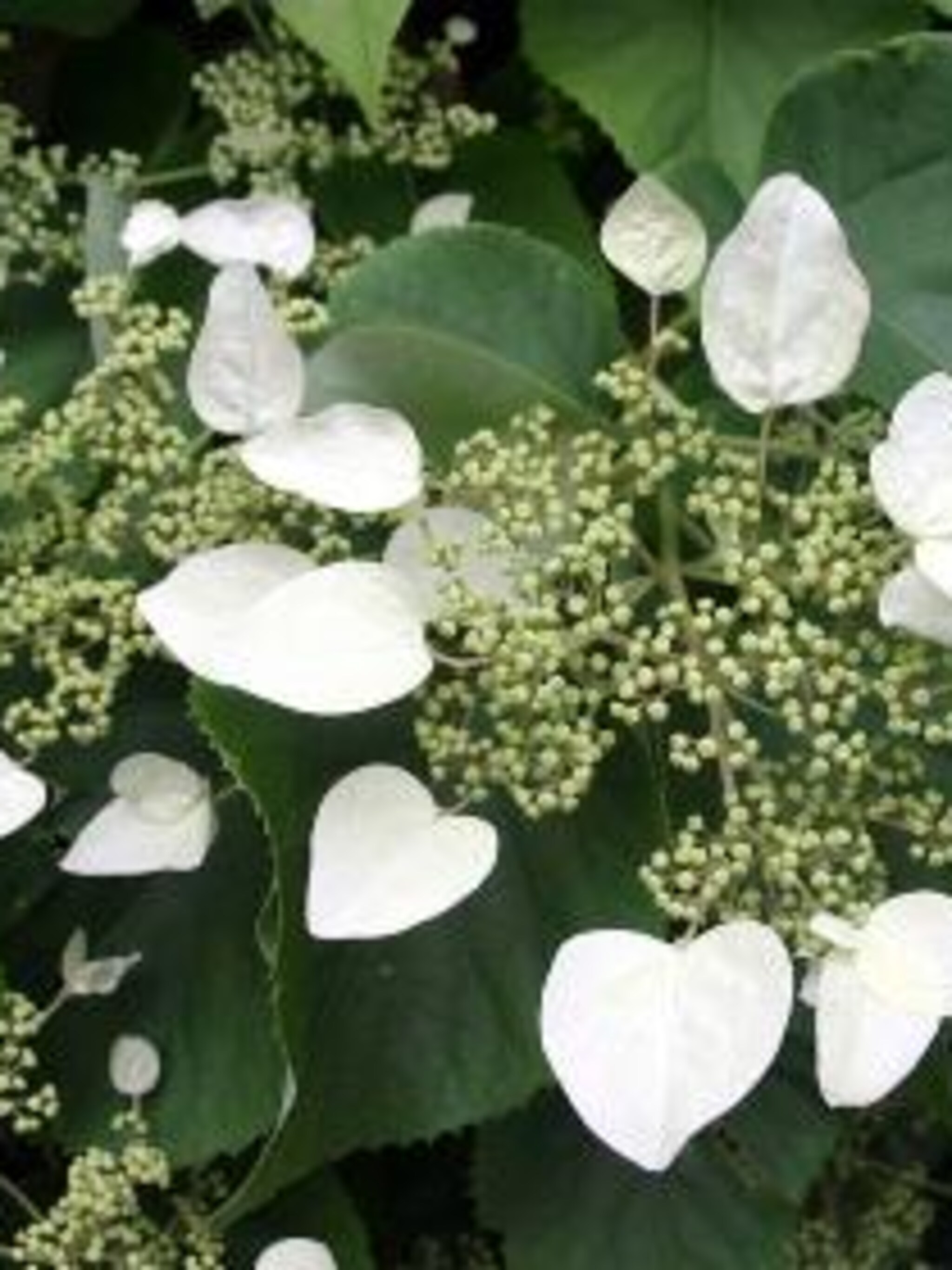 pluimklimhortensia