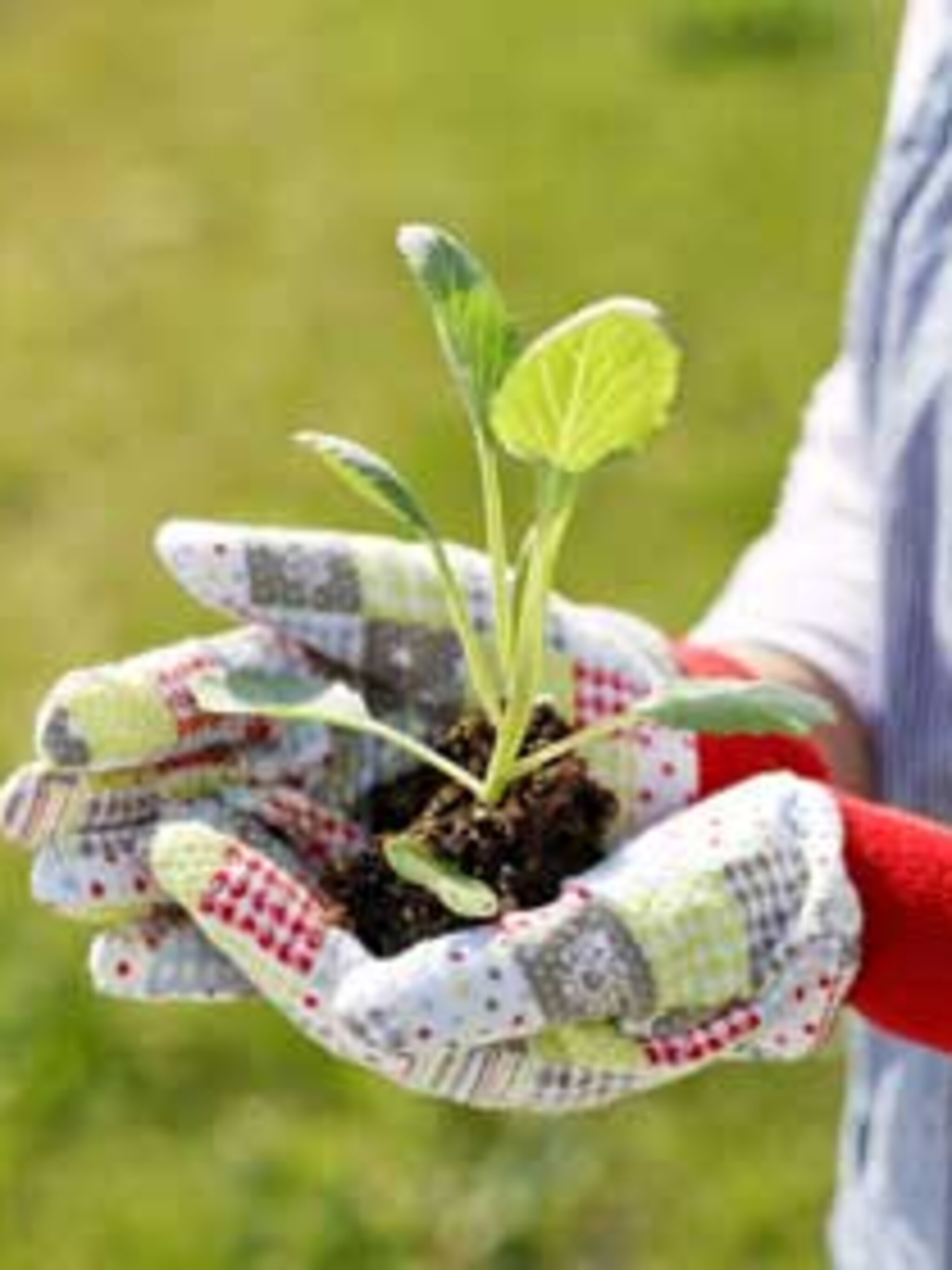 tuinhandschoenen
