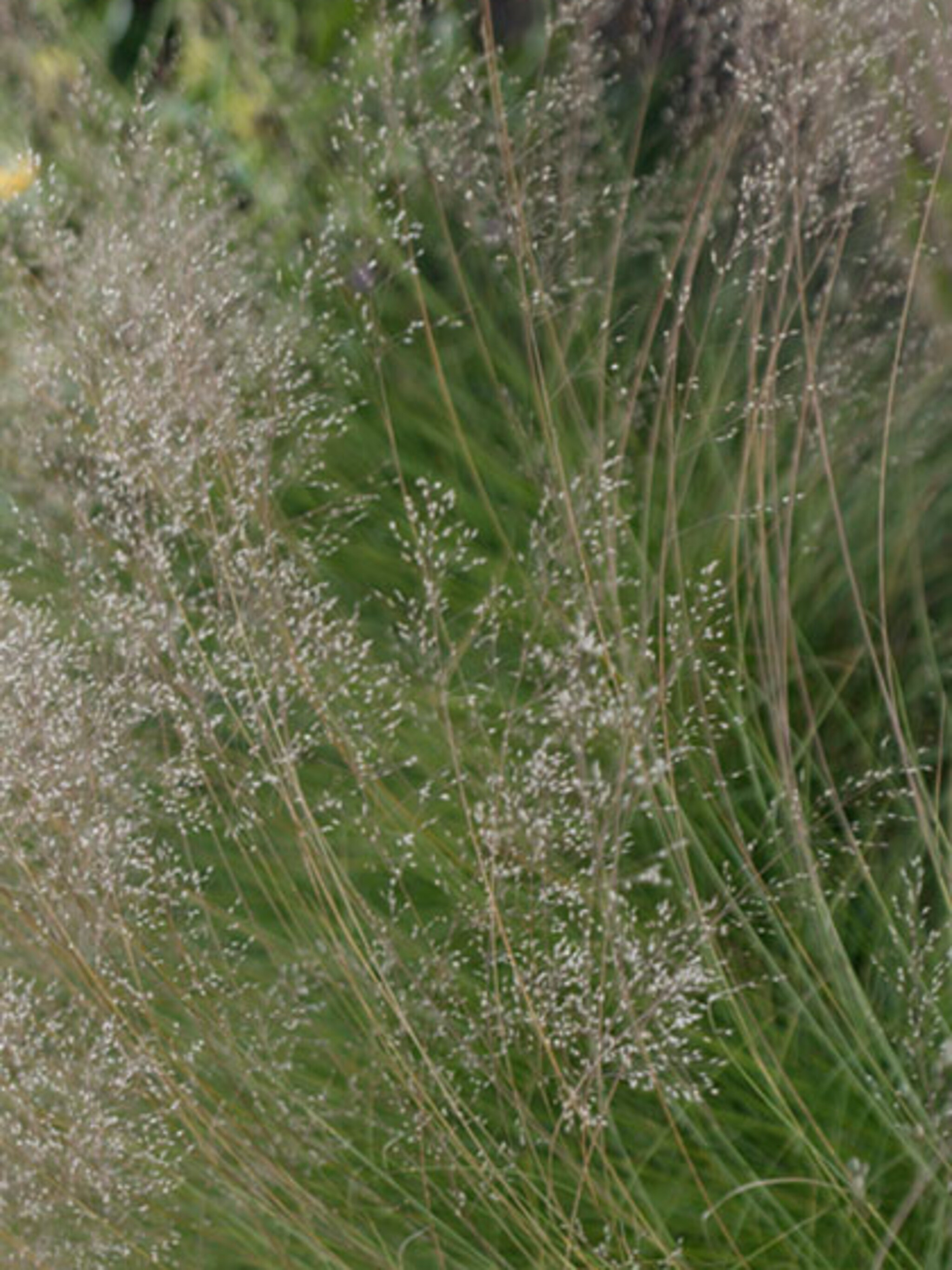 stipa siergras