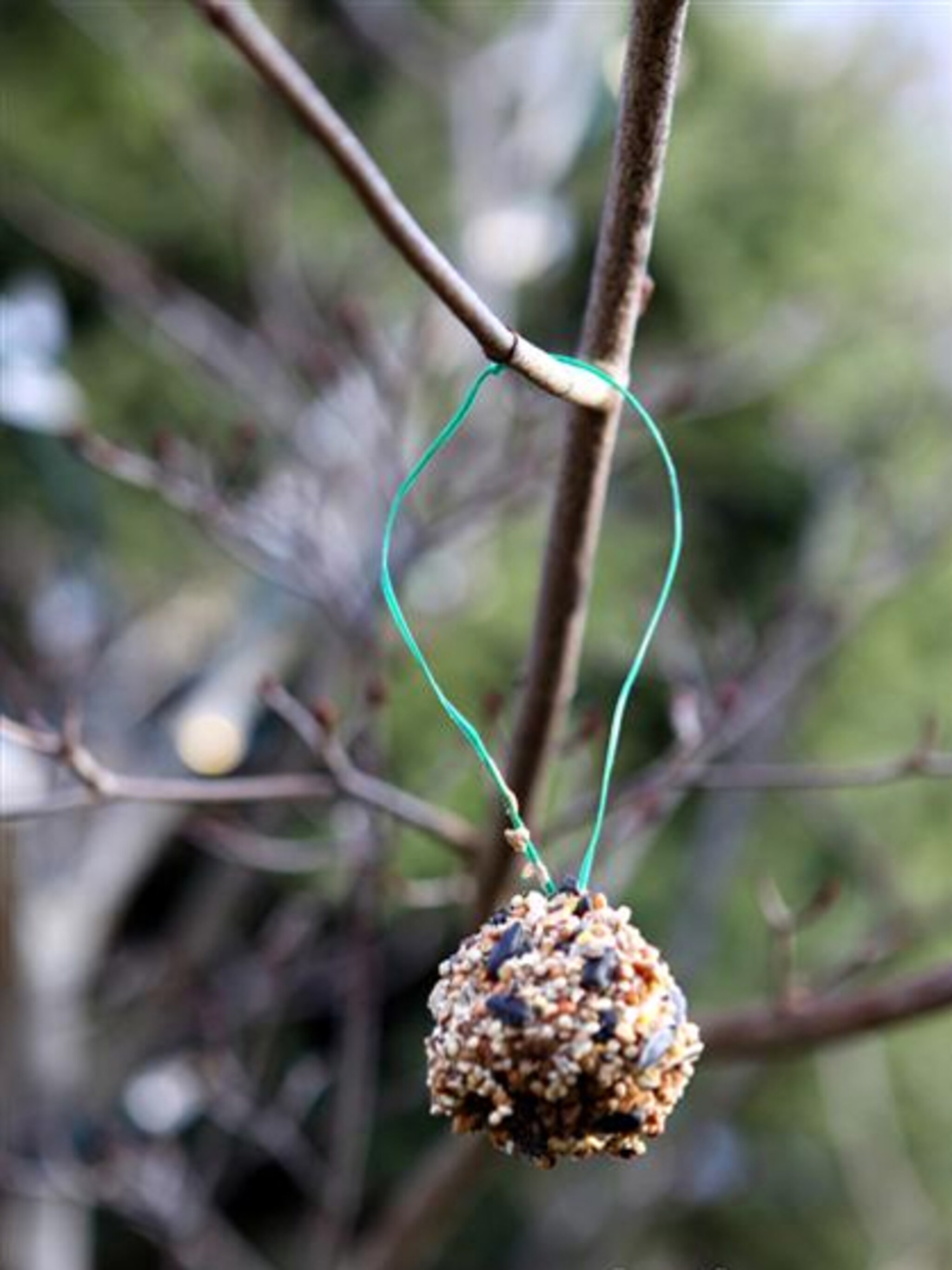 dennenappel voor vogels