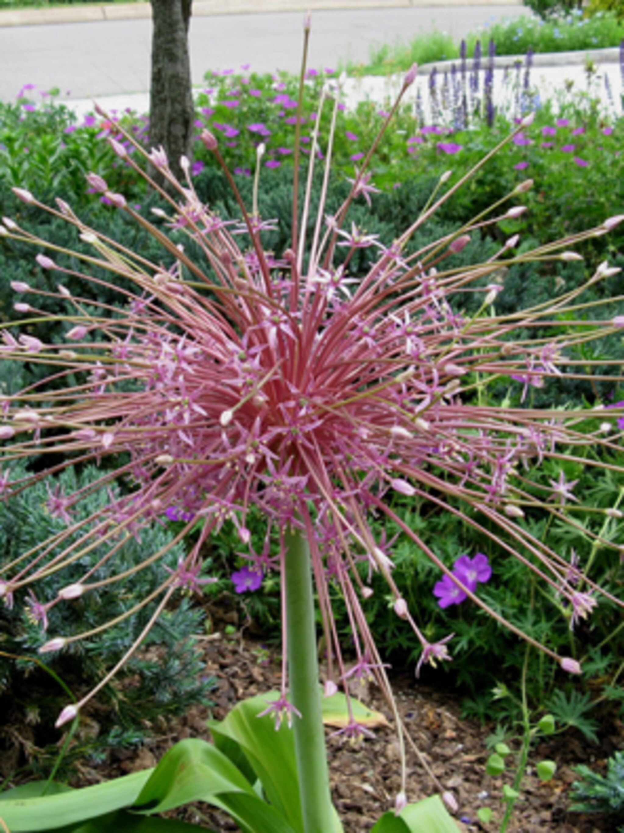 ode aan de allium