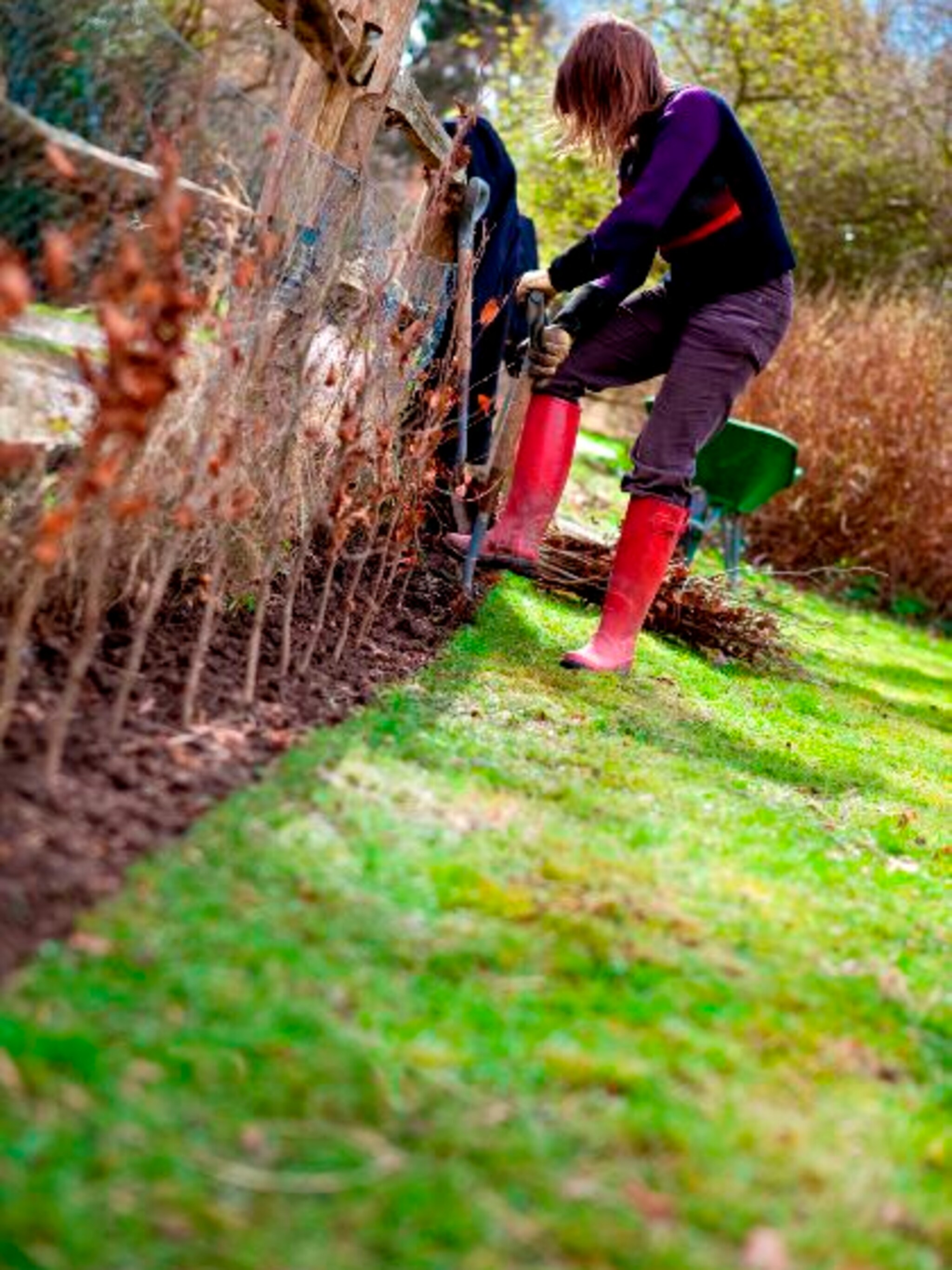 haag planten