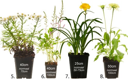Keine planten