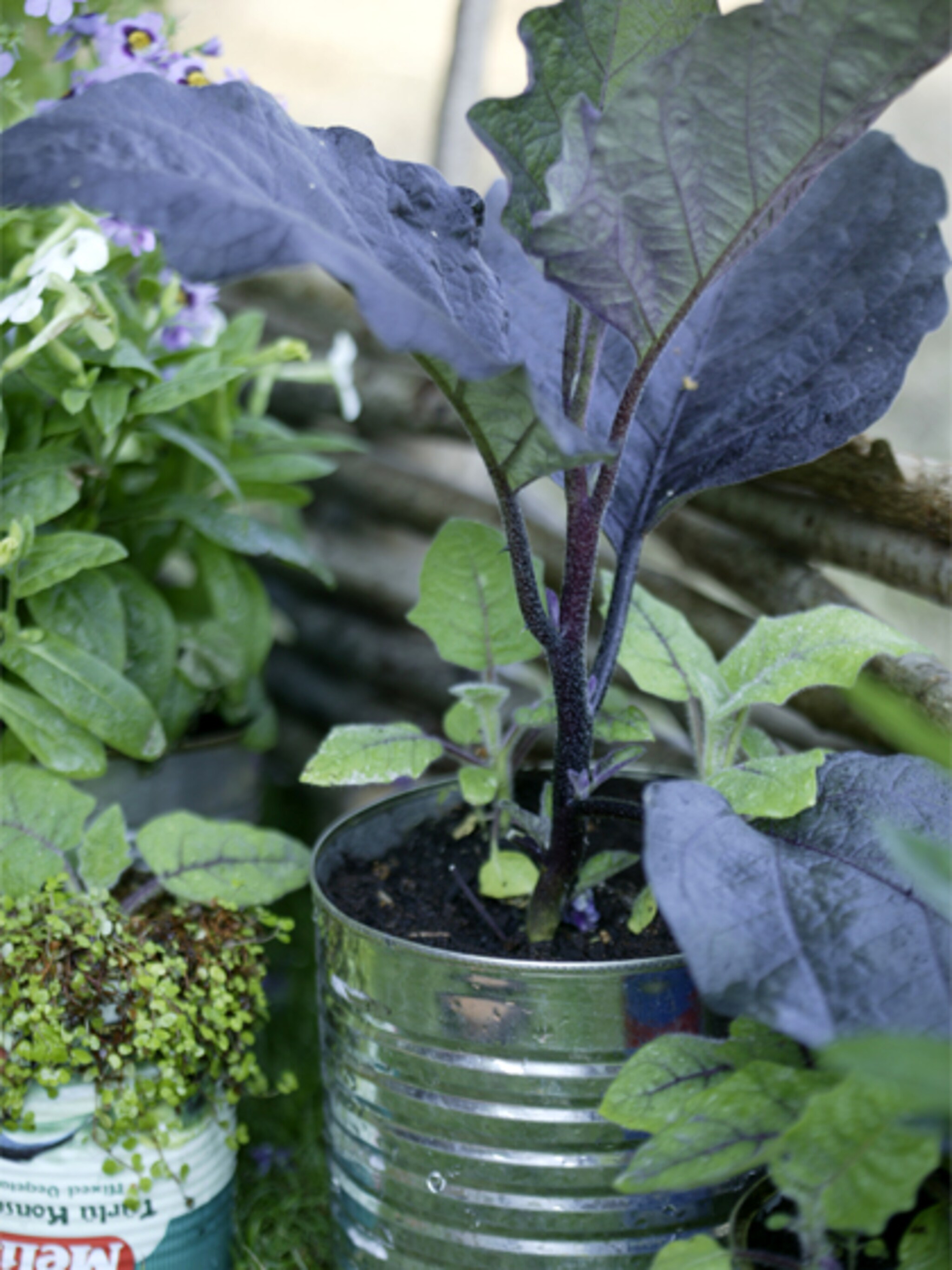 planten in blik