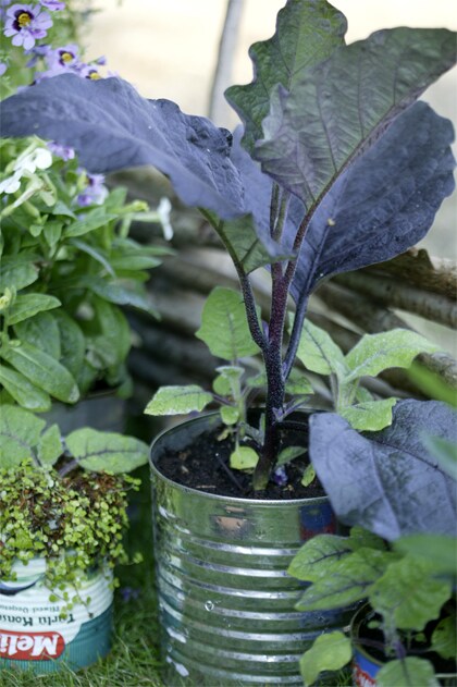 planten in blik zelf maken