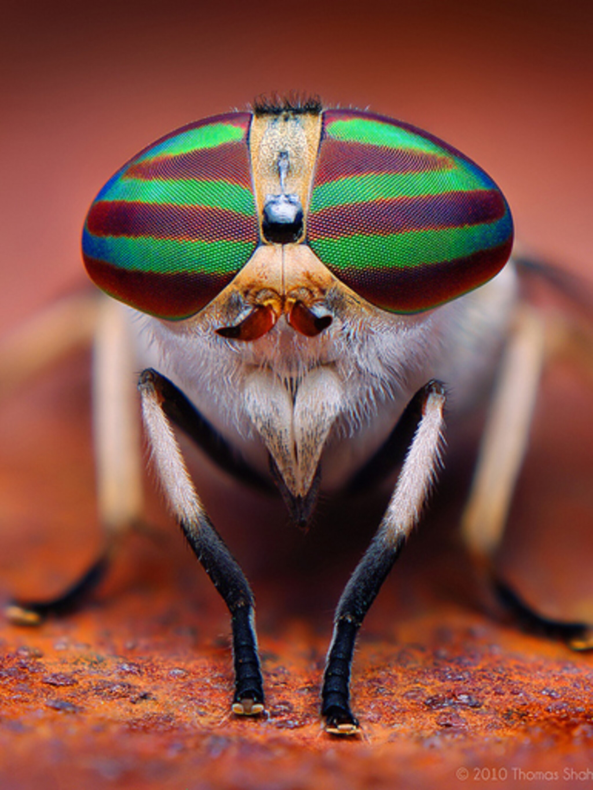 insecten van heel dichtbij