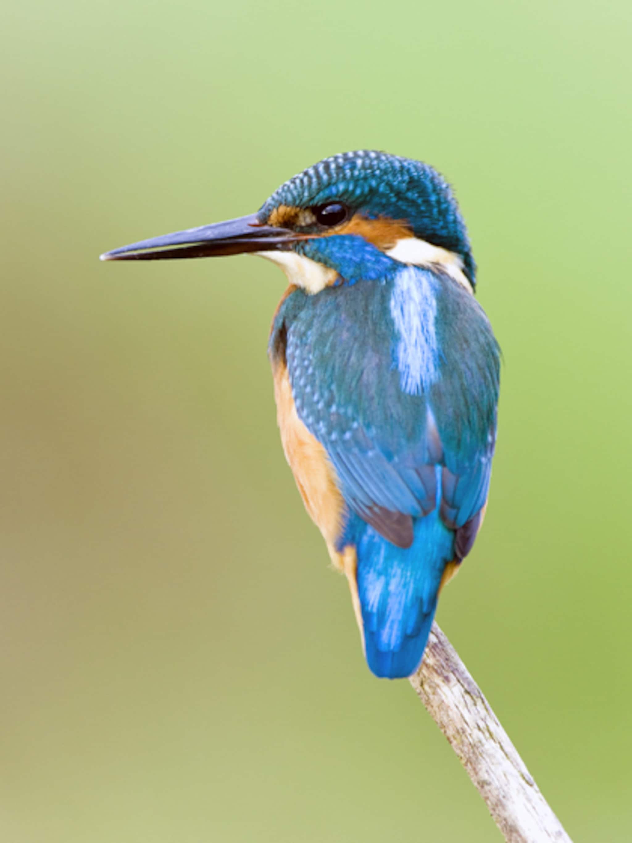 ijsvogels spotten