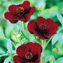 Cosmos atrosanguineus