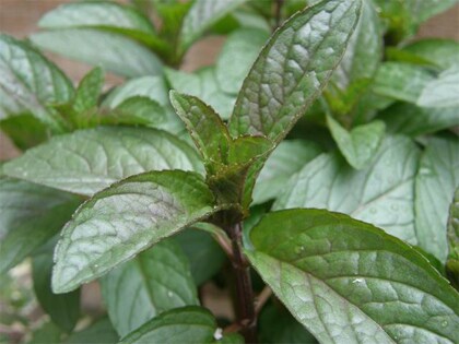 chocolade munt