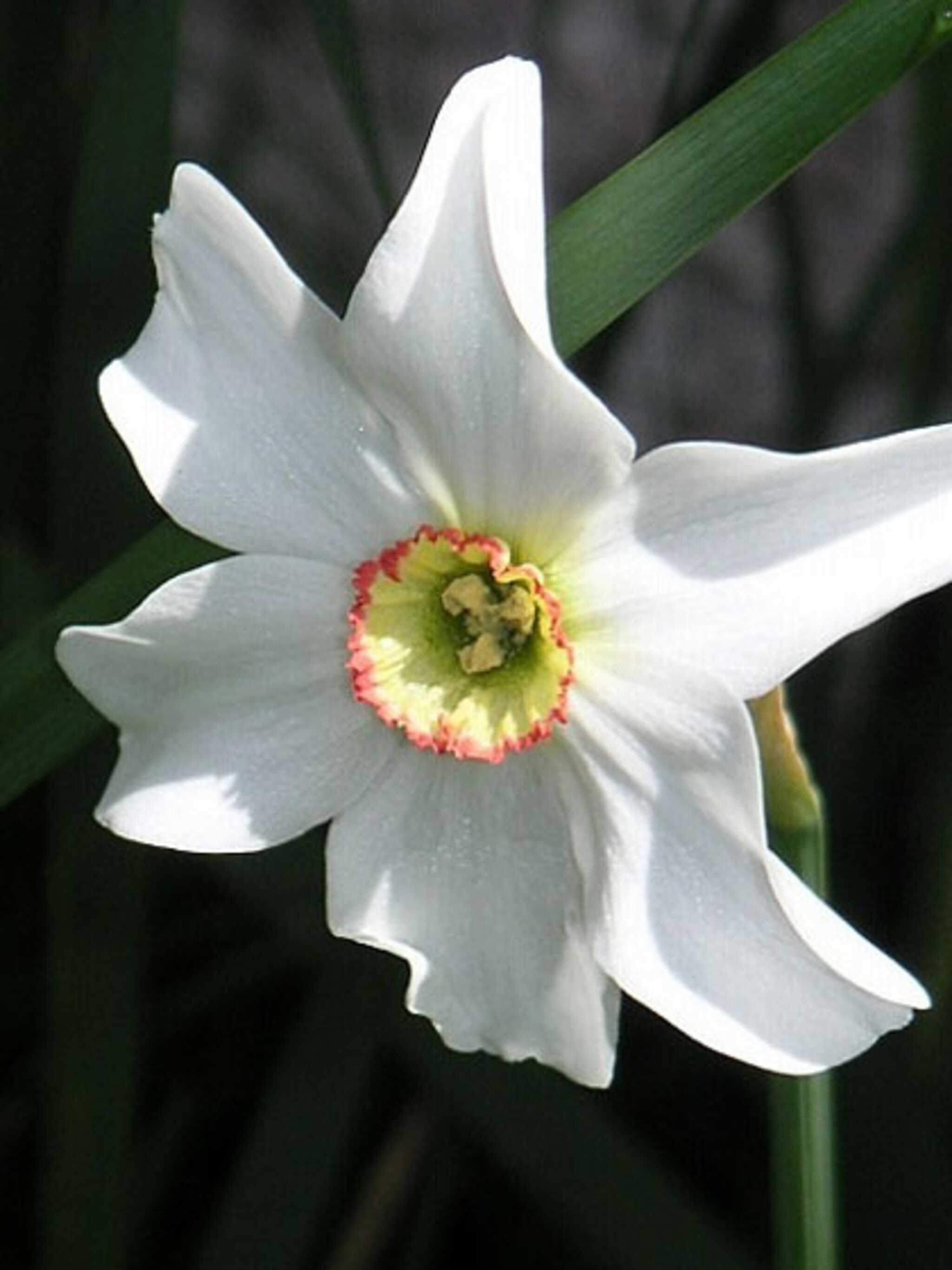 antieke narcissen