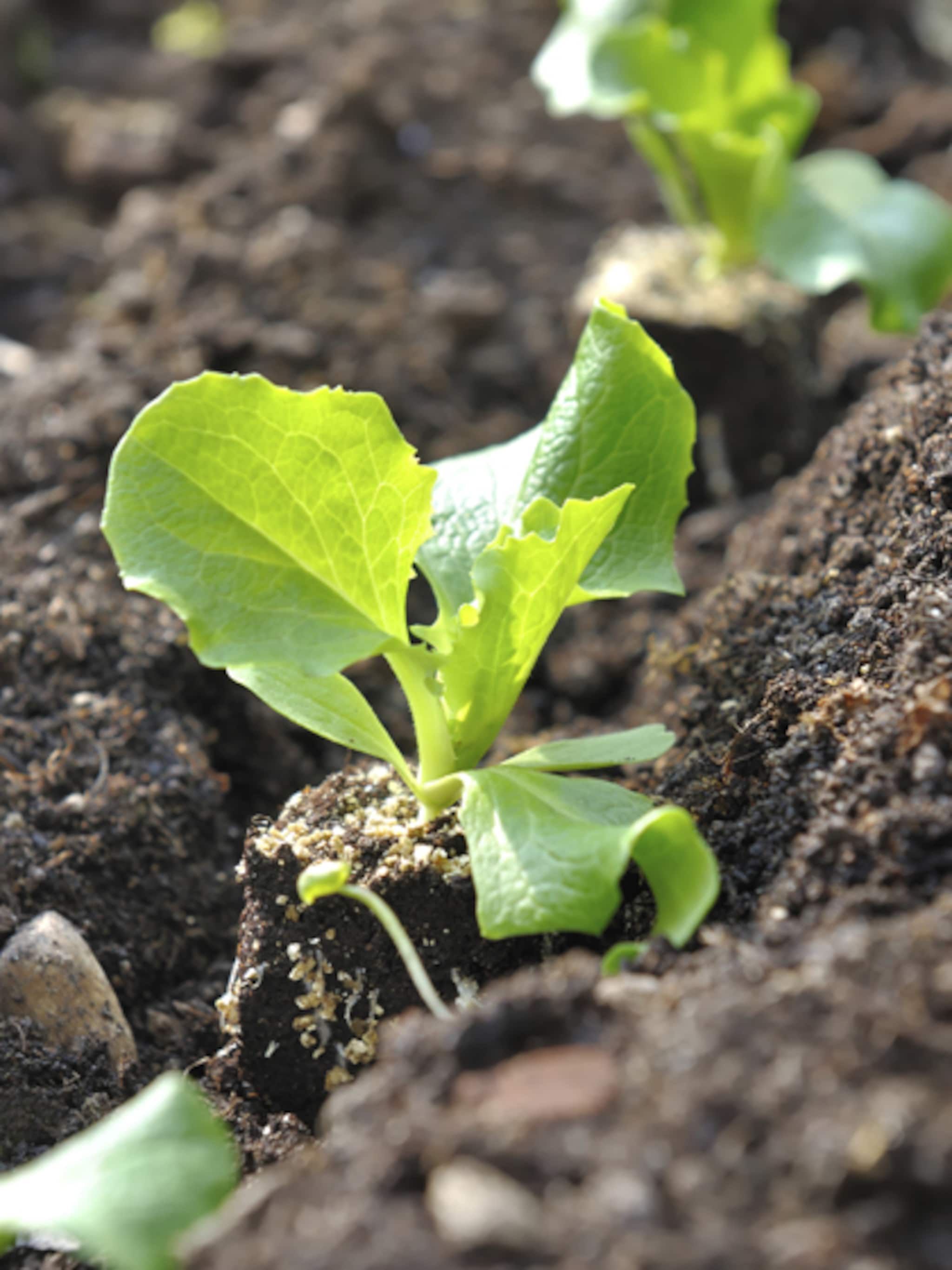 moestuin jargon