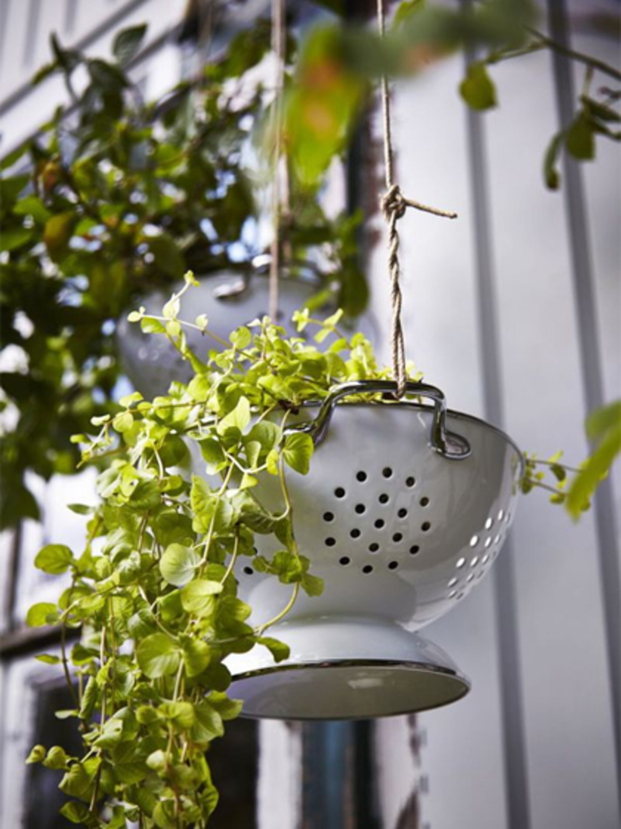 trend vergiet met plant