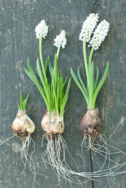 Verwilderingsbollen Muscari
