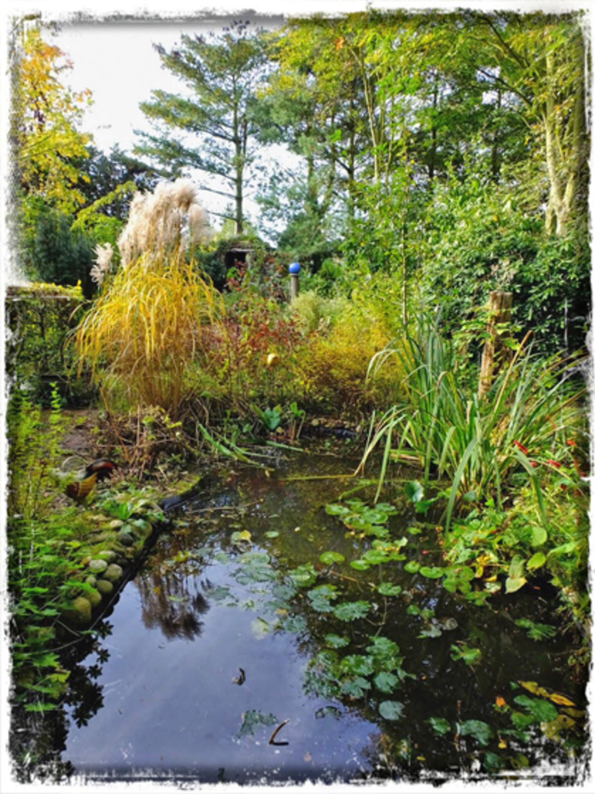 tuinblog muggenbeet