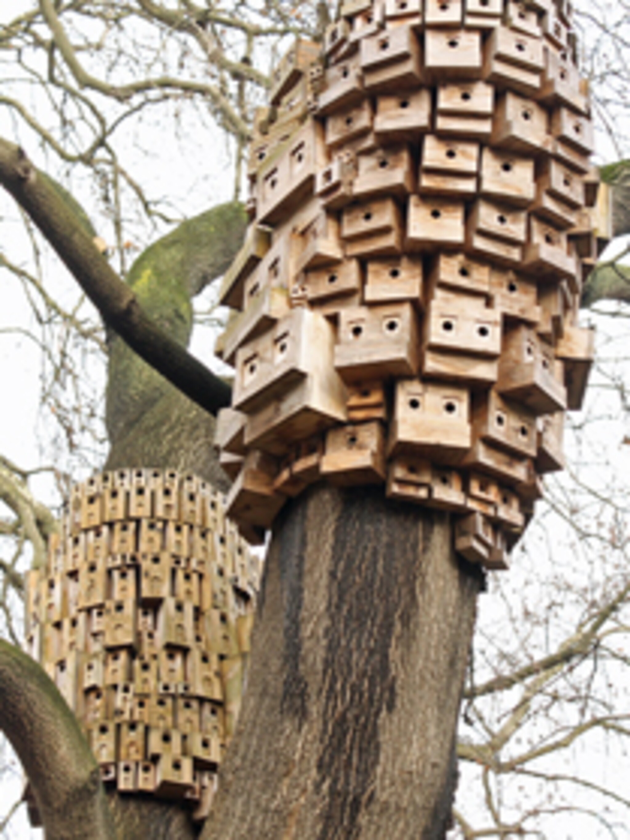 theekransje voor vogels