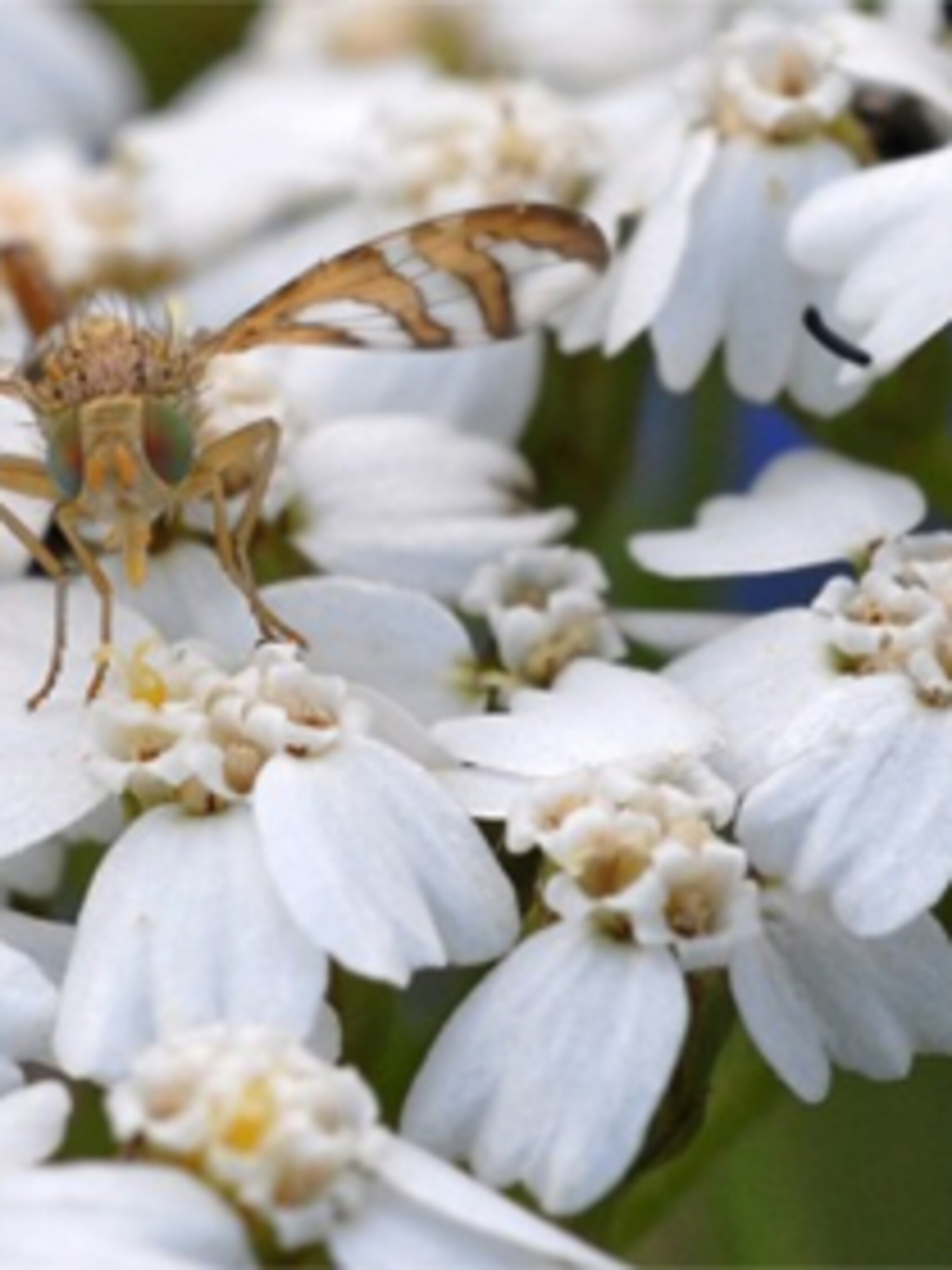 tuinblog eigenwijze tuin