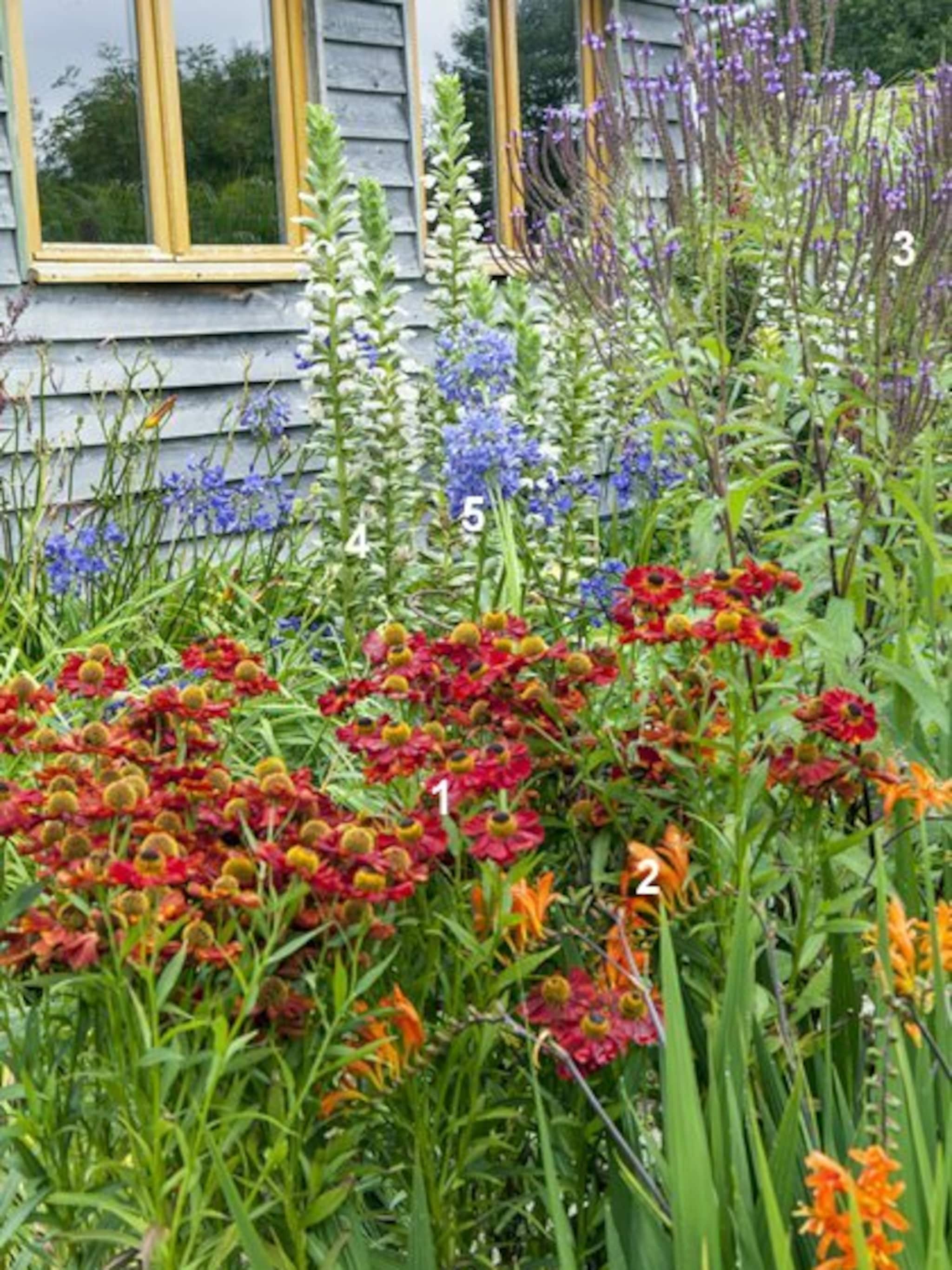 rood met blauwe border