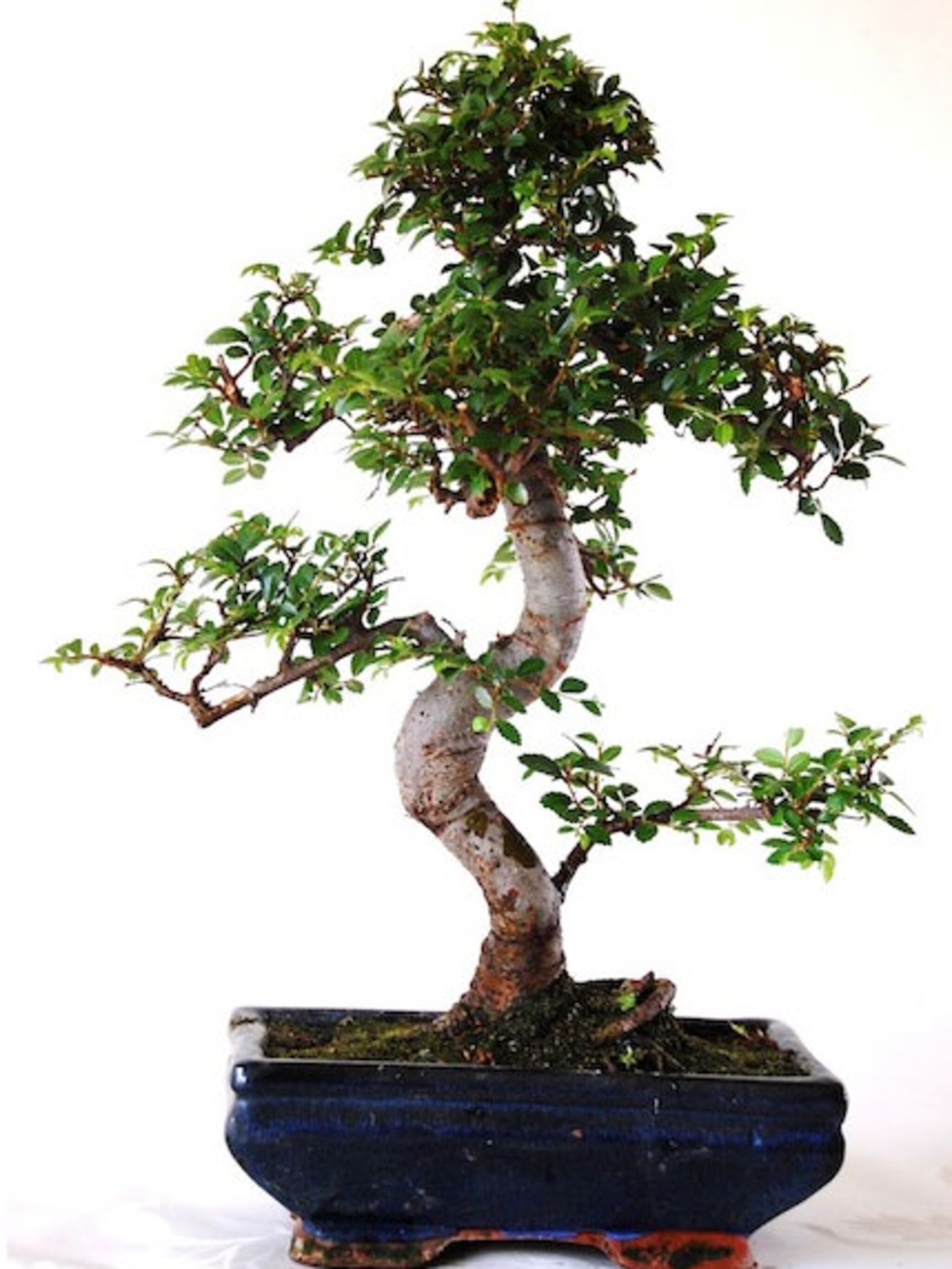 beautiful bonsai