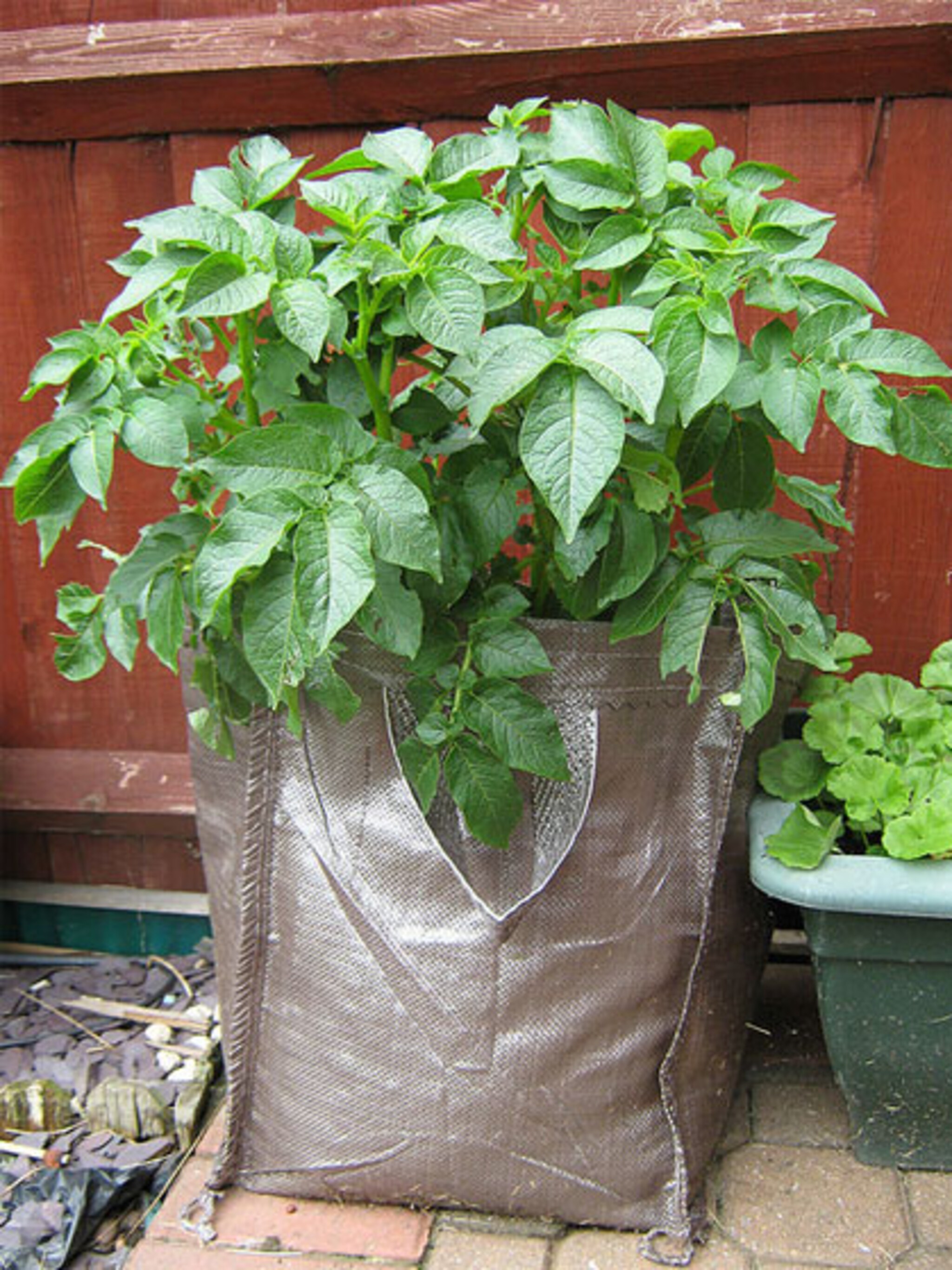aardappels uit eigen tuin