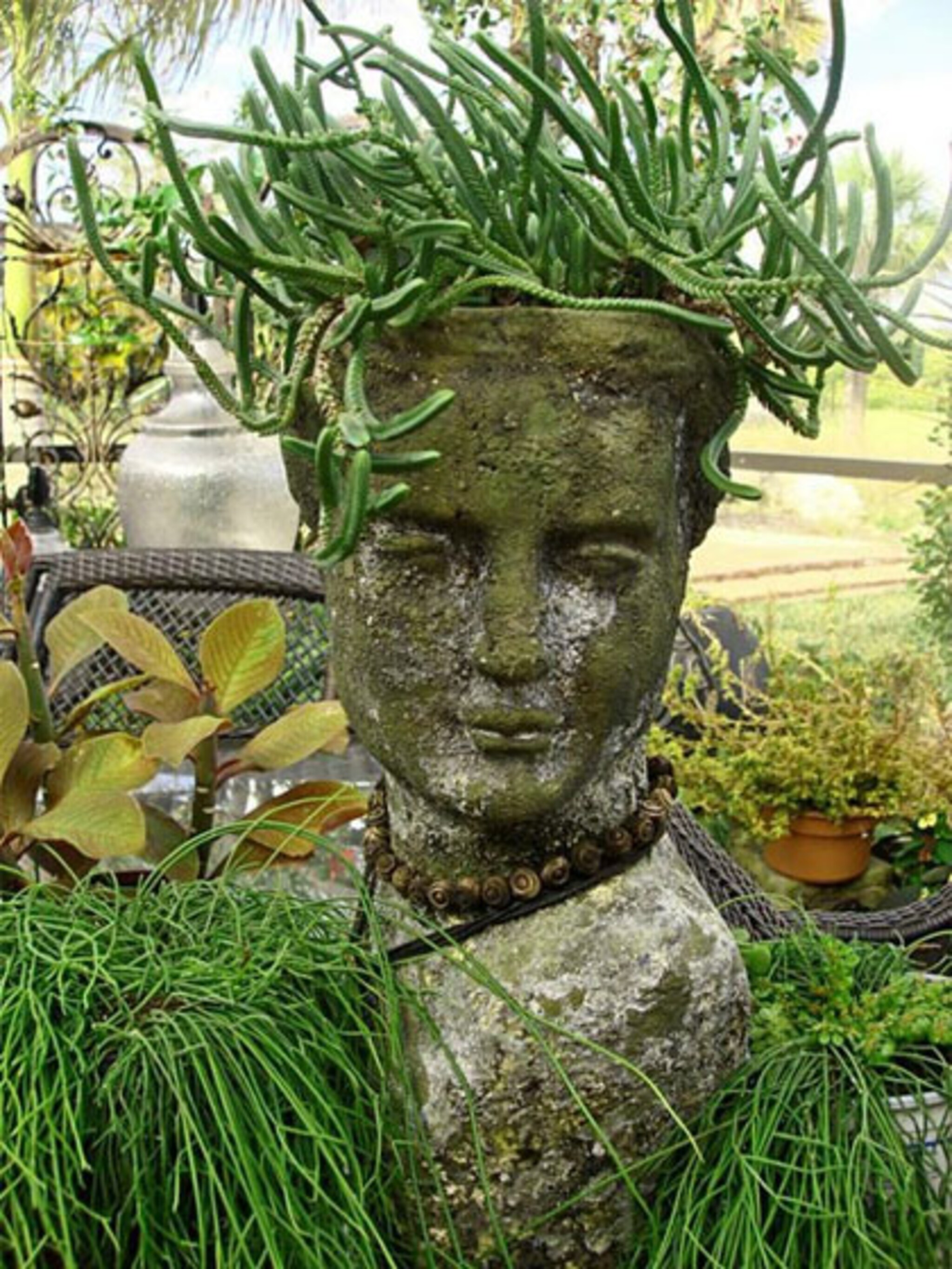 plant op je hoofd