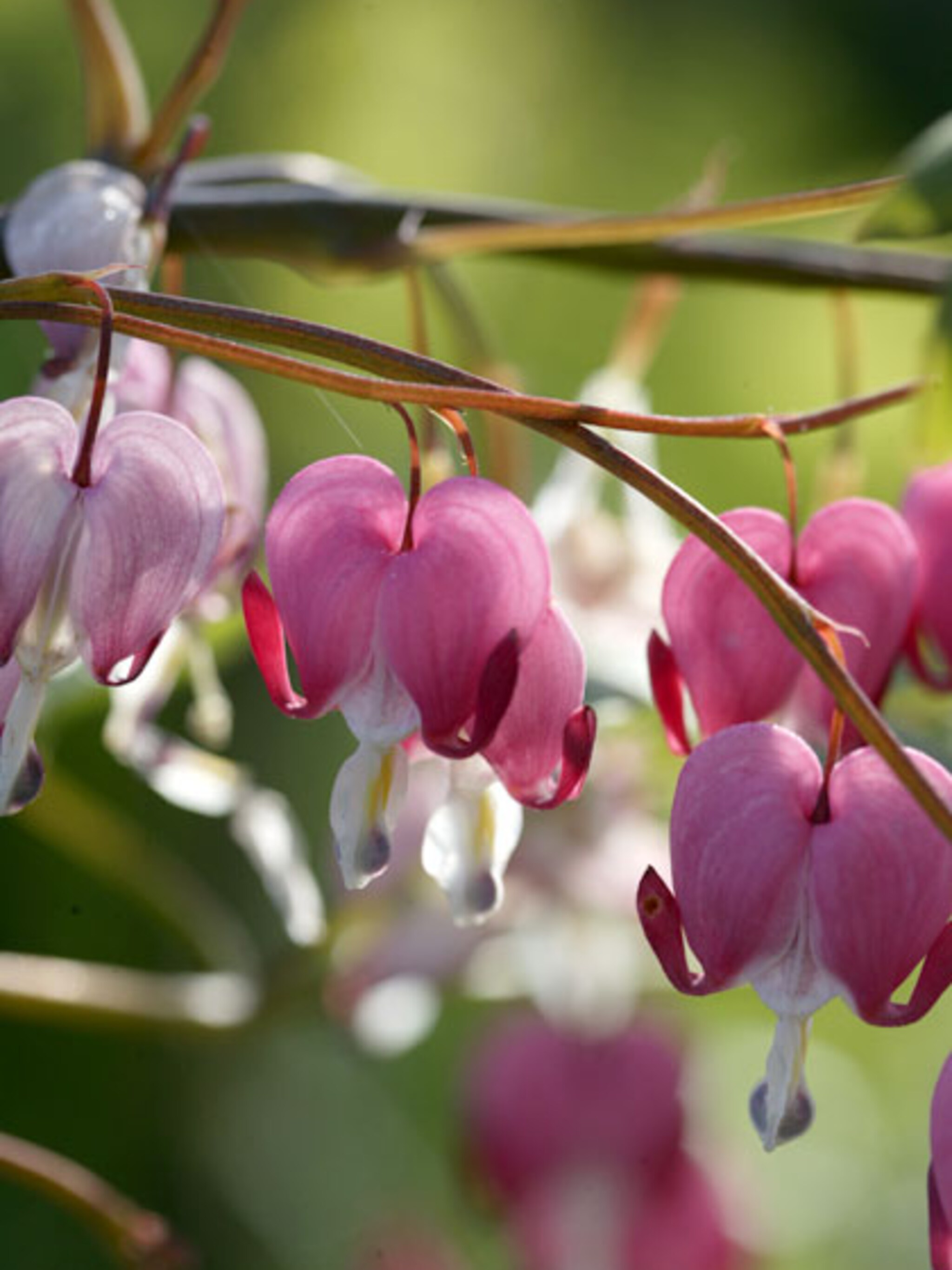 romantische bloemen