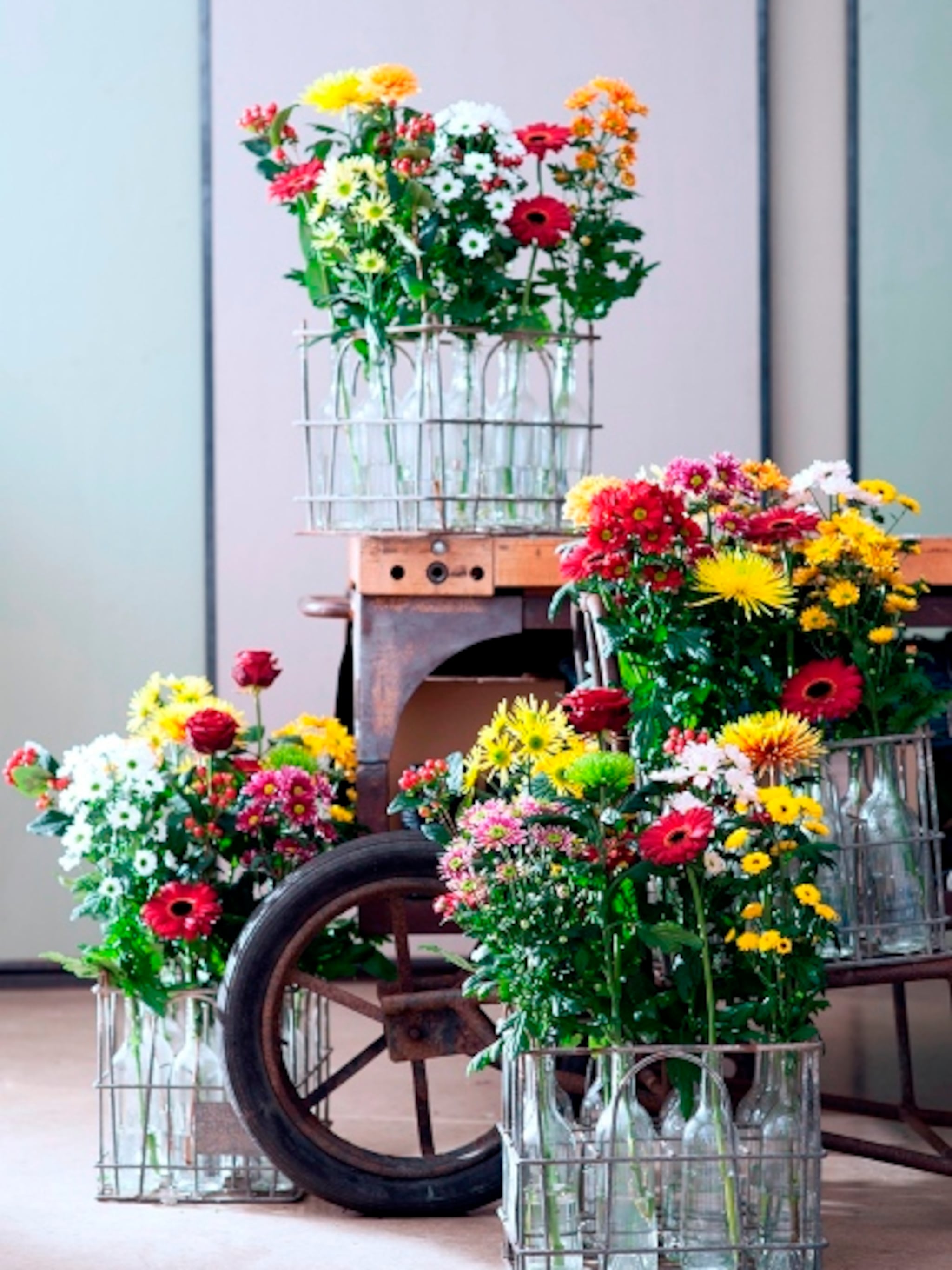 chrysant kleurt herfst
