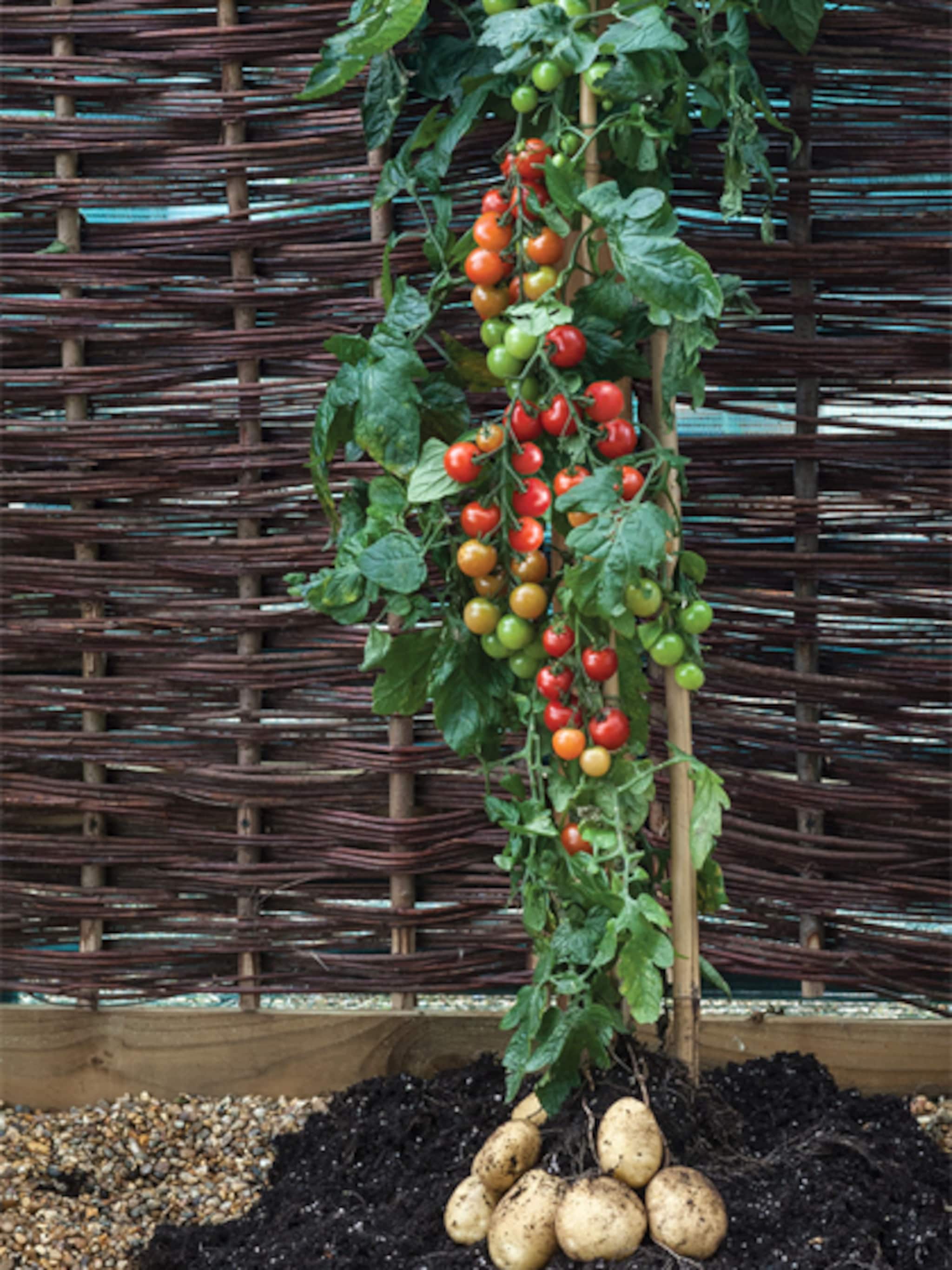 tomtato