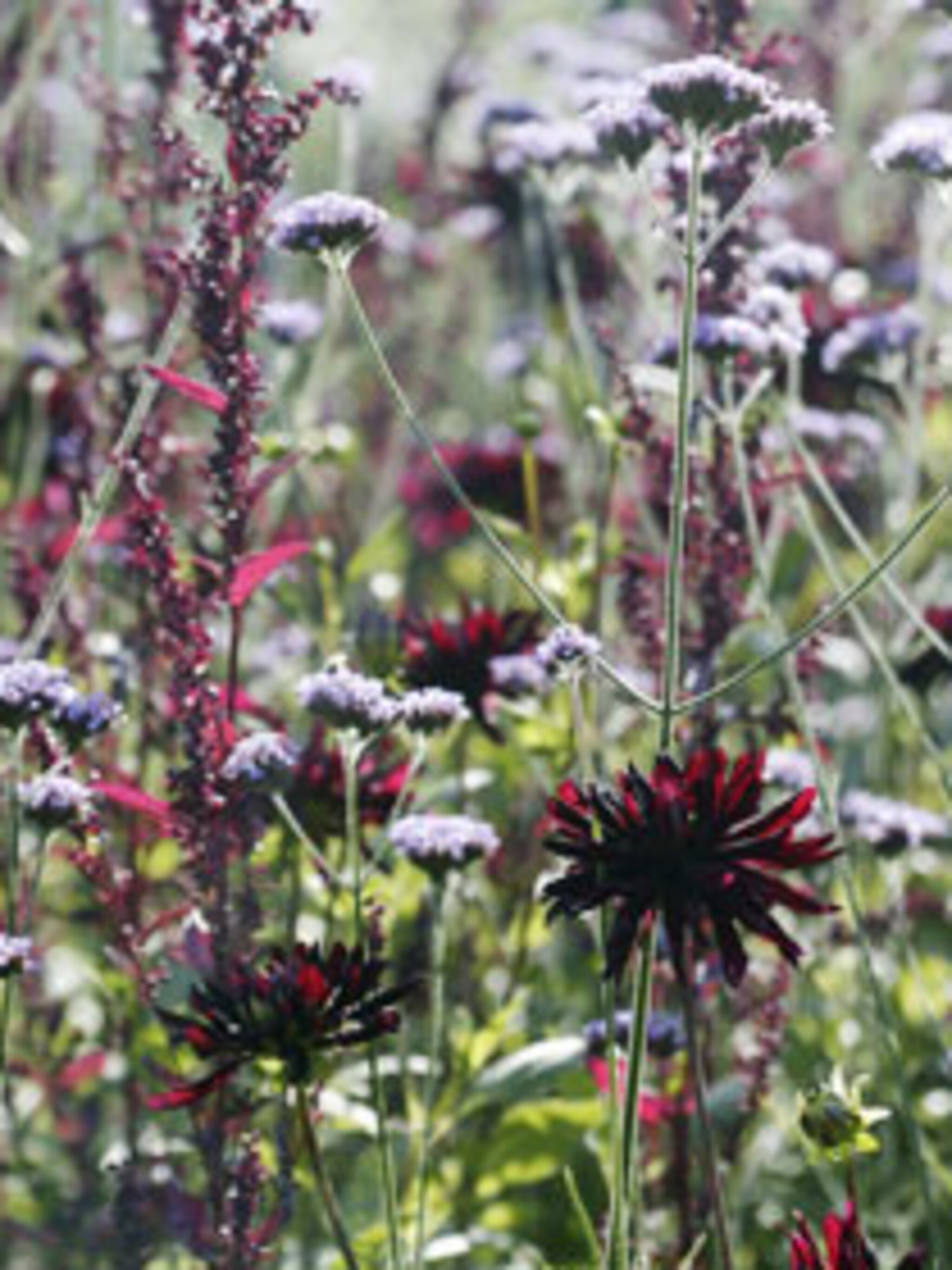 alle plantensoorten