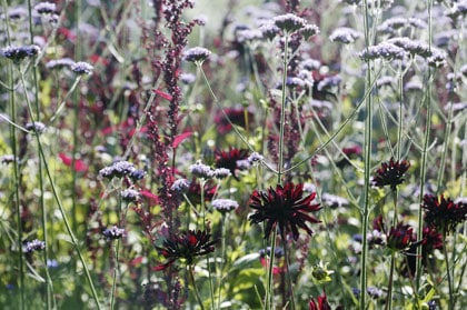 alle plantensoorten
