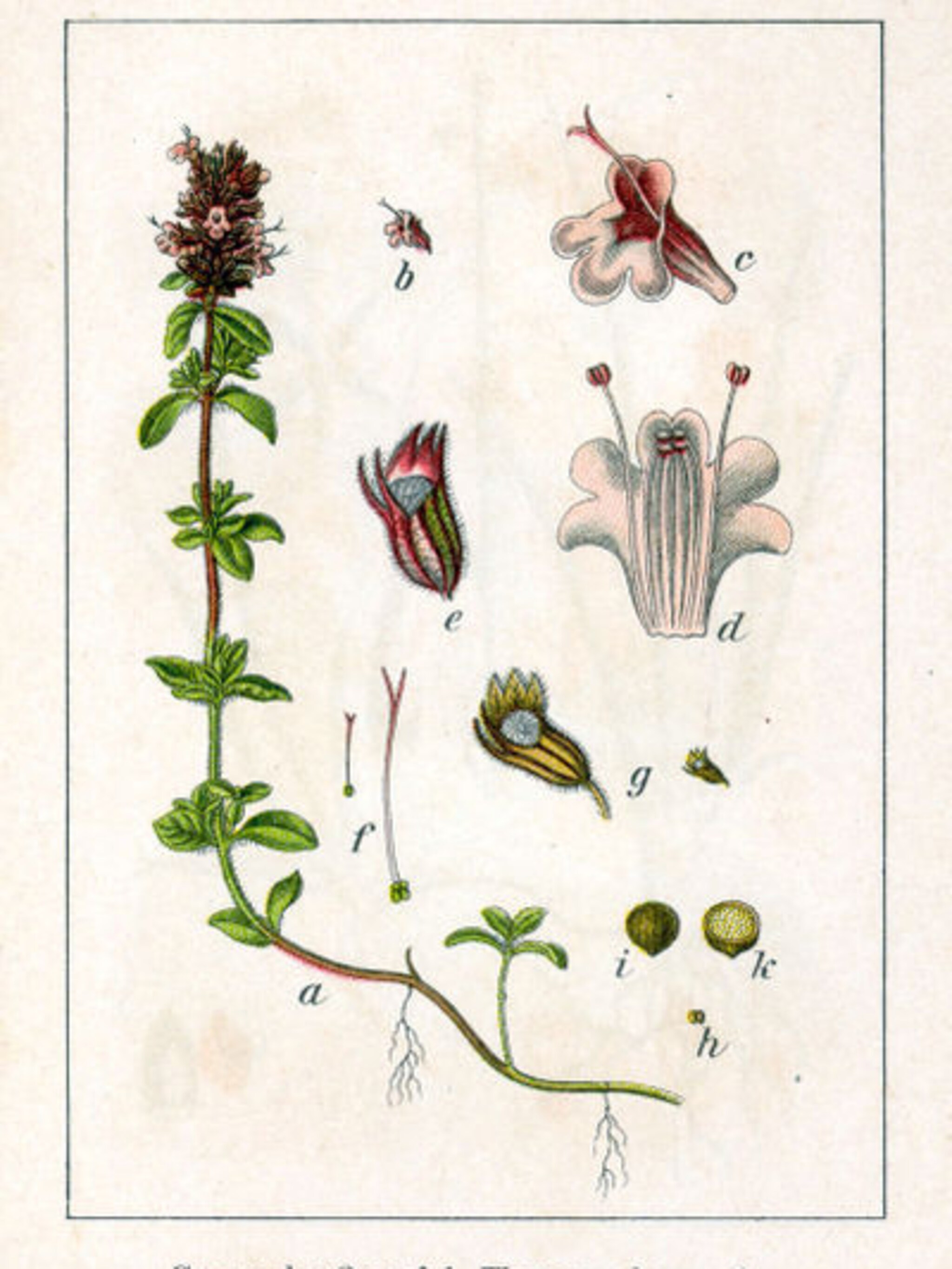 tuinblog annetannes kruidenklets