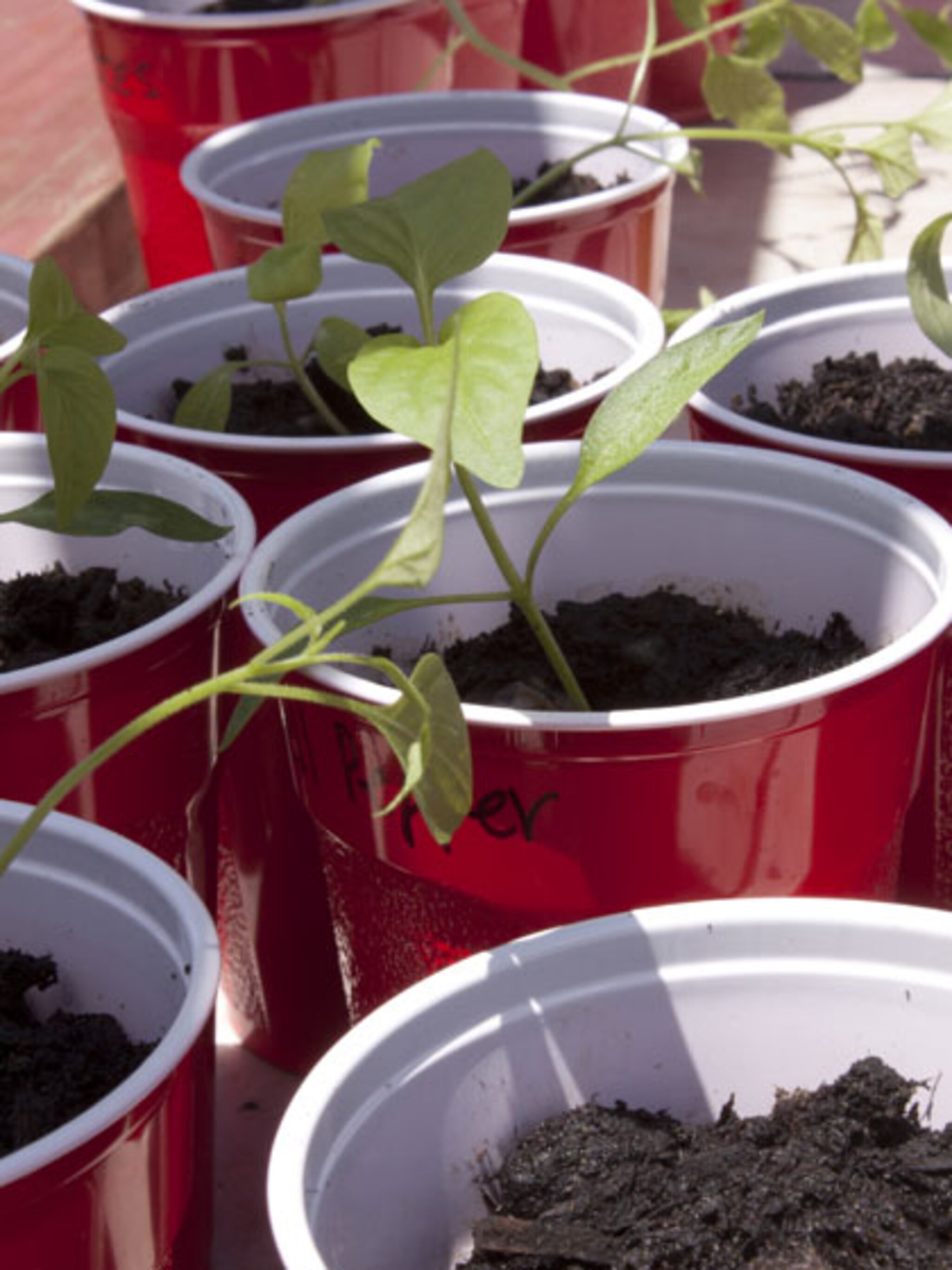 hoe verder met mijn mini moestuin