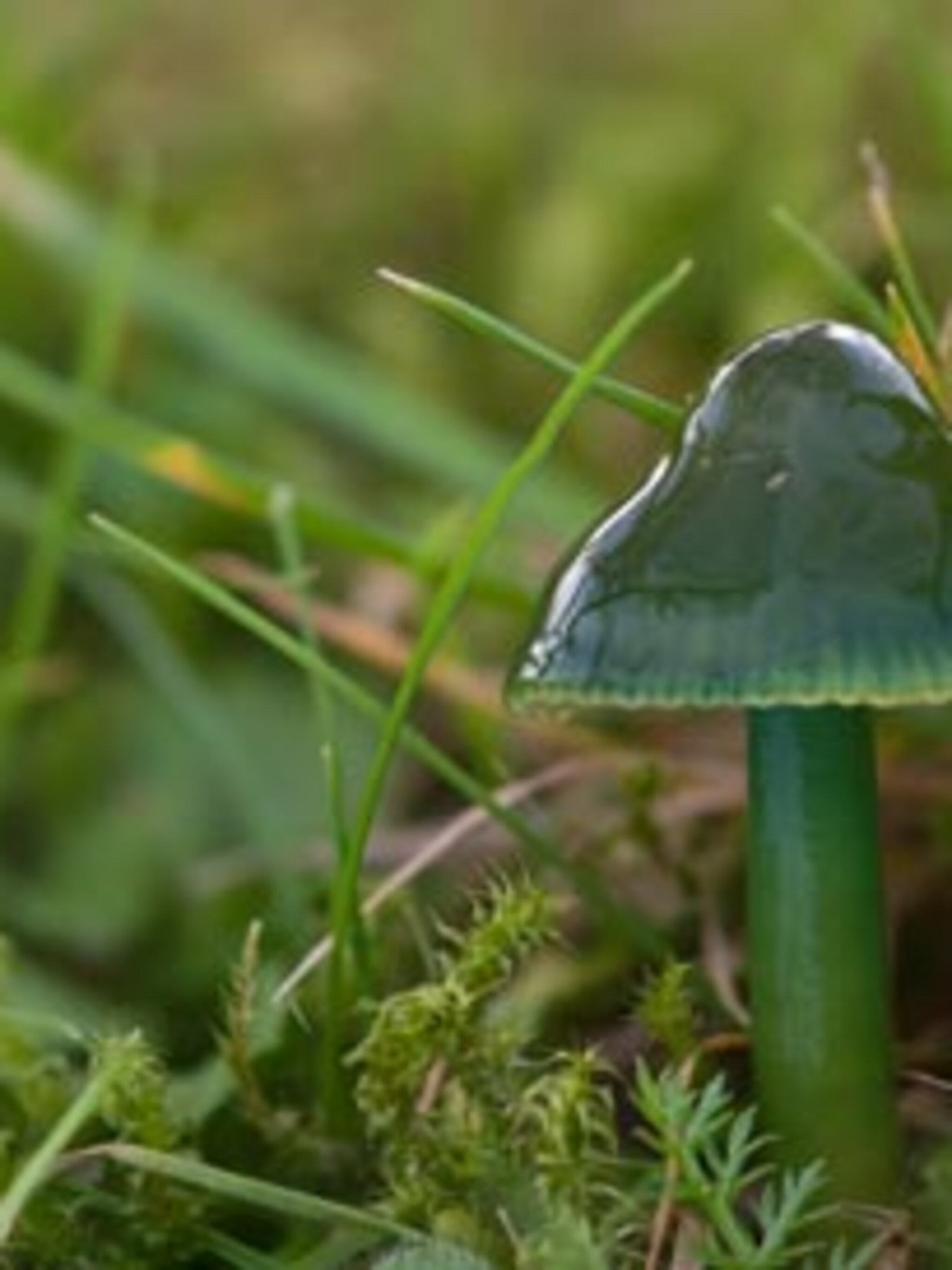 breng kleur in je gazon verwelkom paddenstoelen